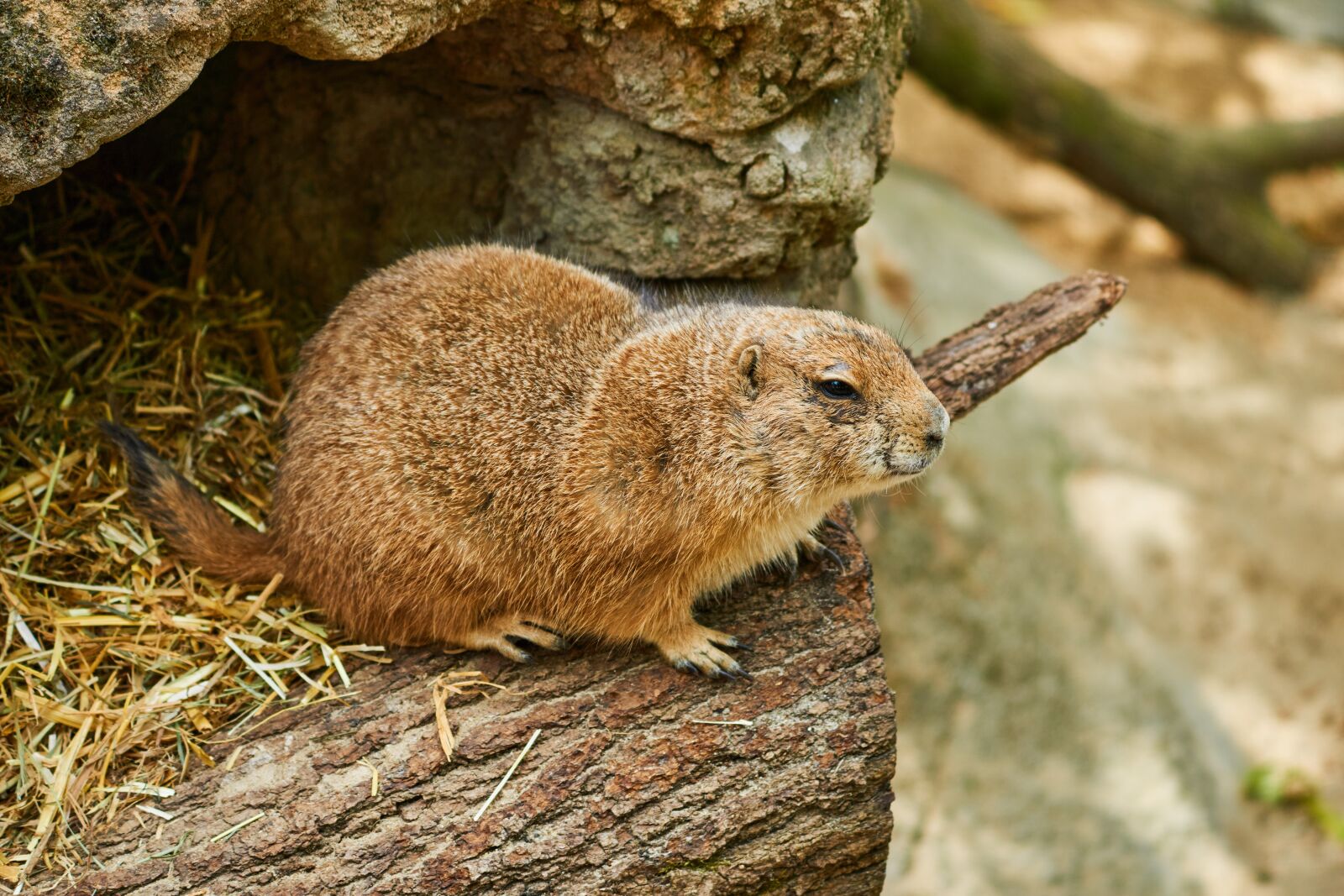 Sony E 70-350mm F4.5-6.3 G OSS sample photo. Prairie dog, rodent, pack photography