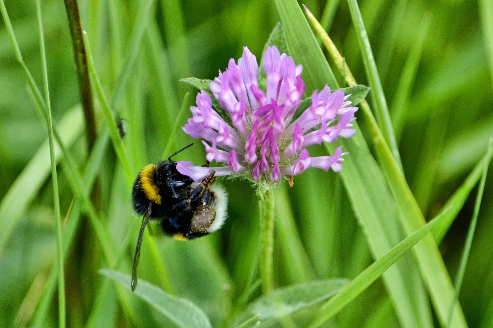 Nikon D7000 sample photo. Hummel, flower, blossom photography