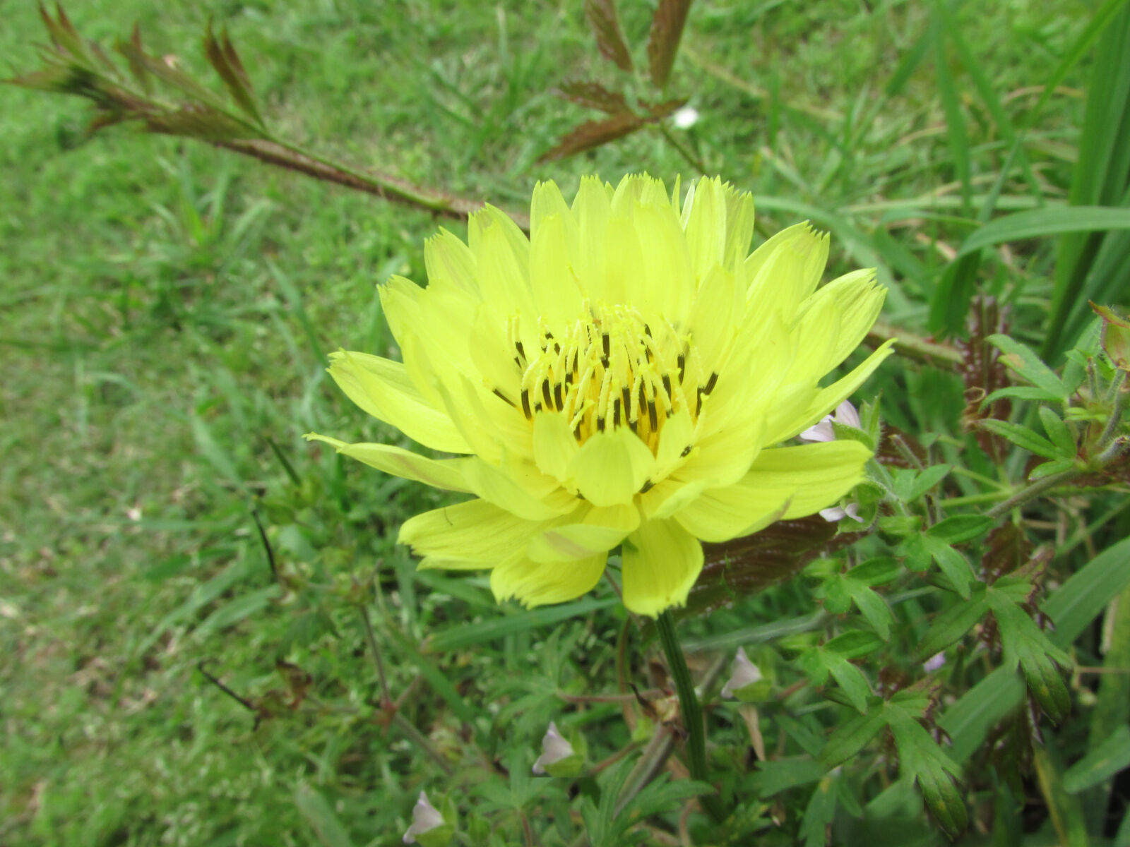Canon PowerShot SX500 IS sample photo. Flower, plant, yellow photography