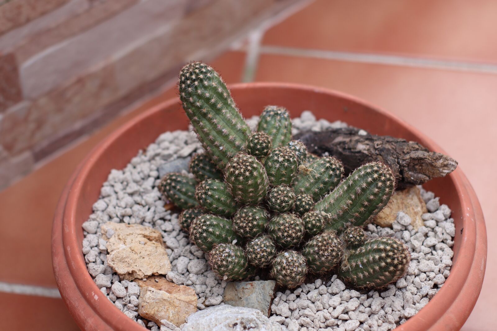 Canon EOS M50 (EOS Kiss M) sample photo. Cactus, thorns, thorny photography