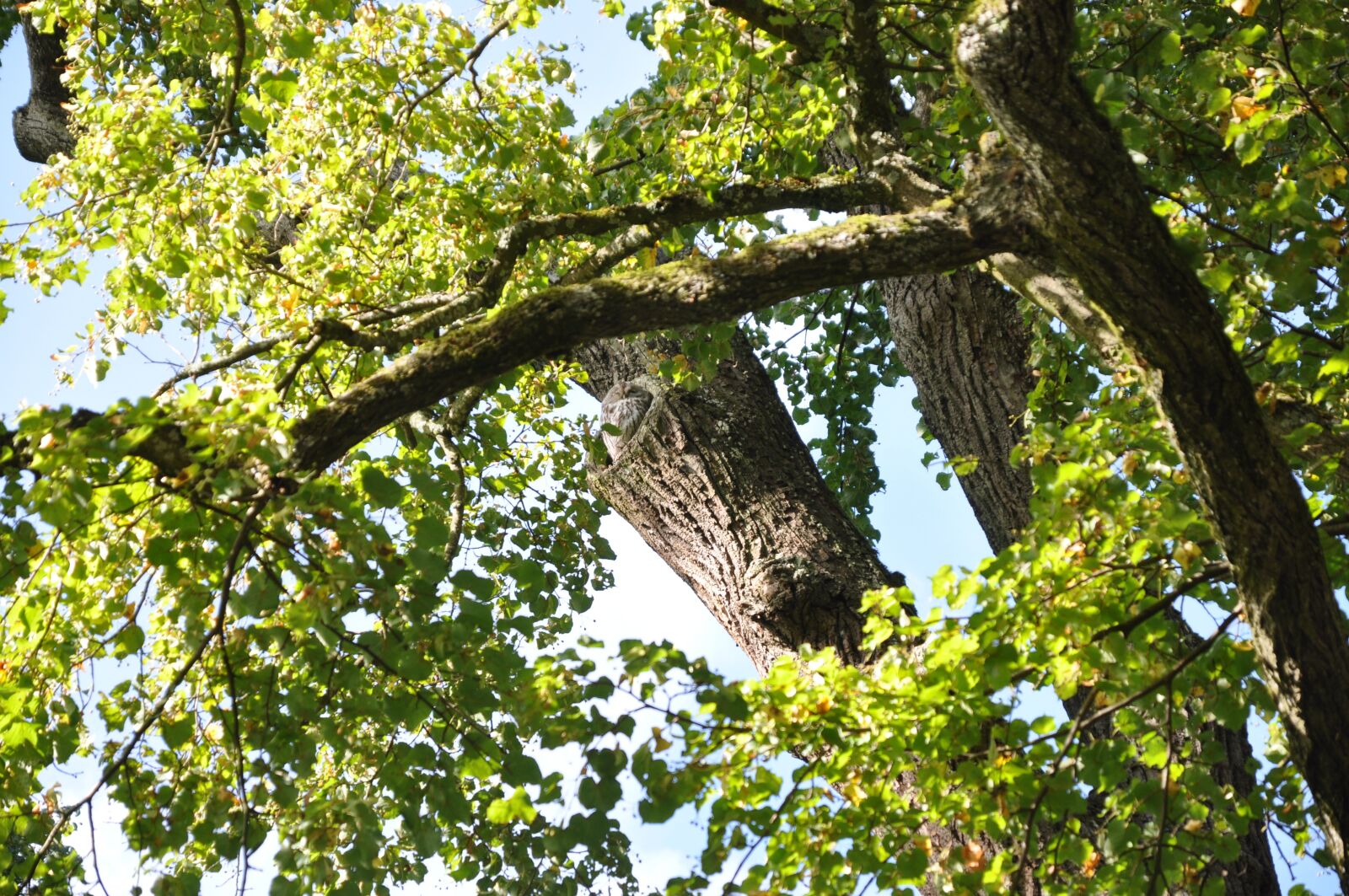 Nikon D90 sample photo. Tree, owl, nature photography