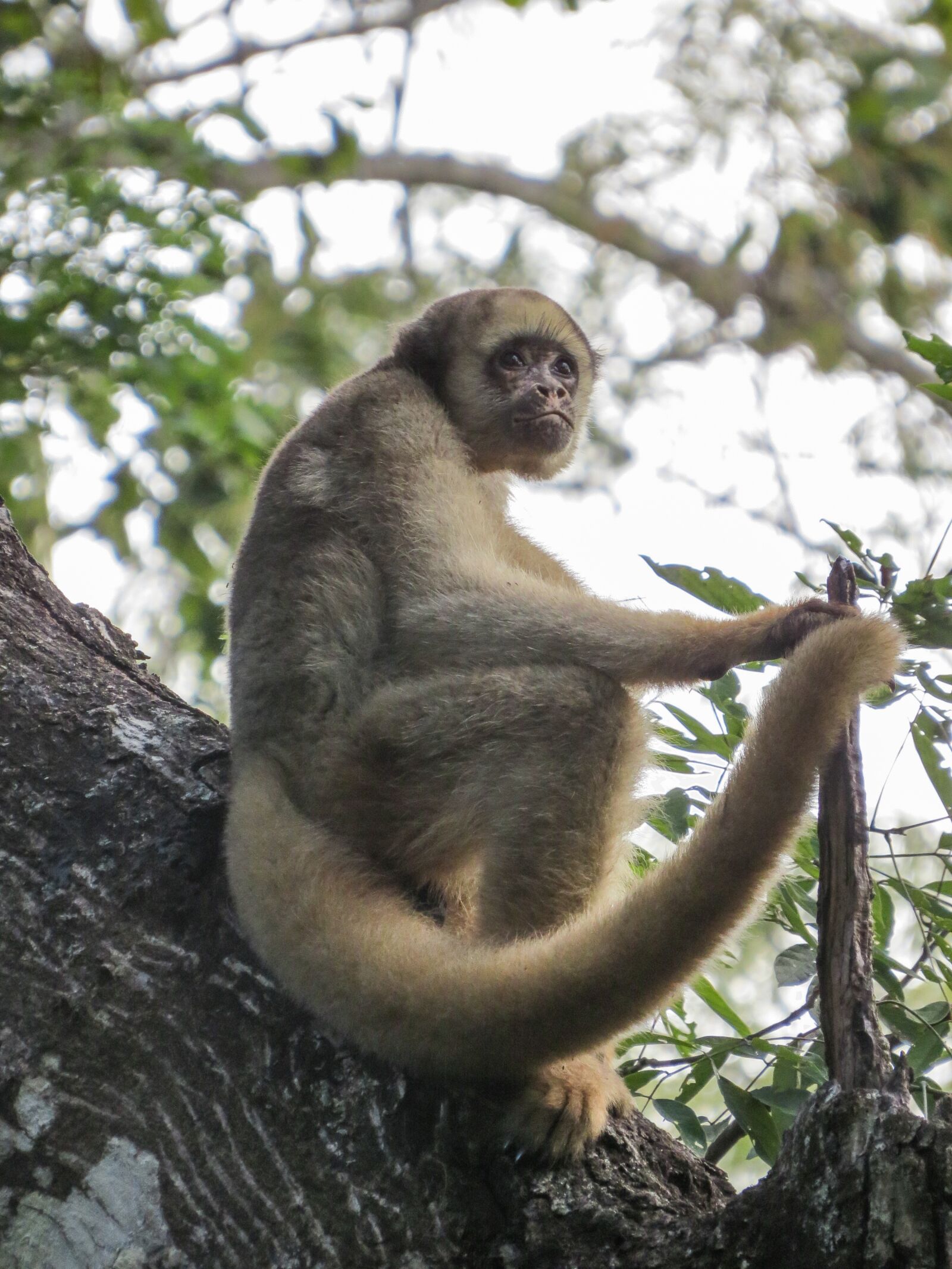 Canon PowerShot SX50 HS sample photo. Monkey, primate, natureza photography