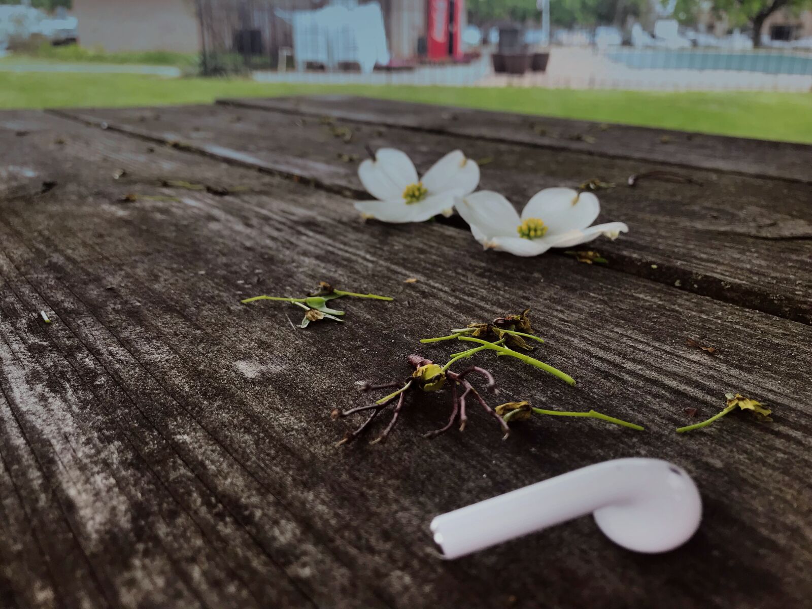 Apple iPhone 7 Plus sample photo. Flower, airpod, table photography