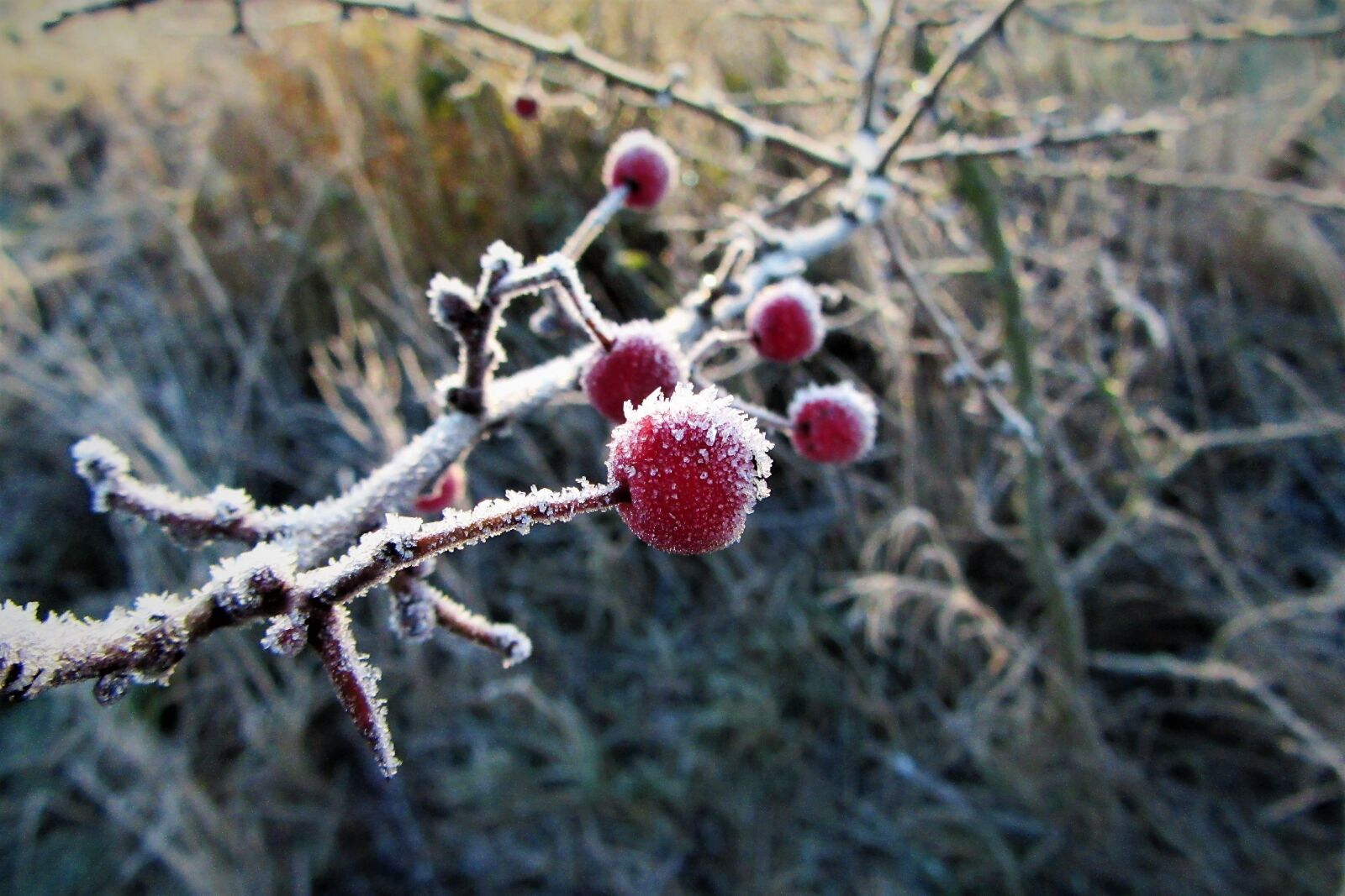 Canon PowerShot SX610 HS sample photo. Frozen, berries, red photography