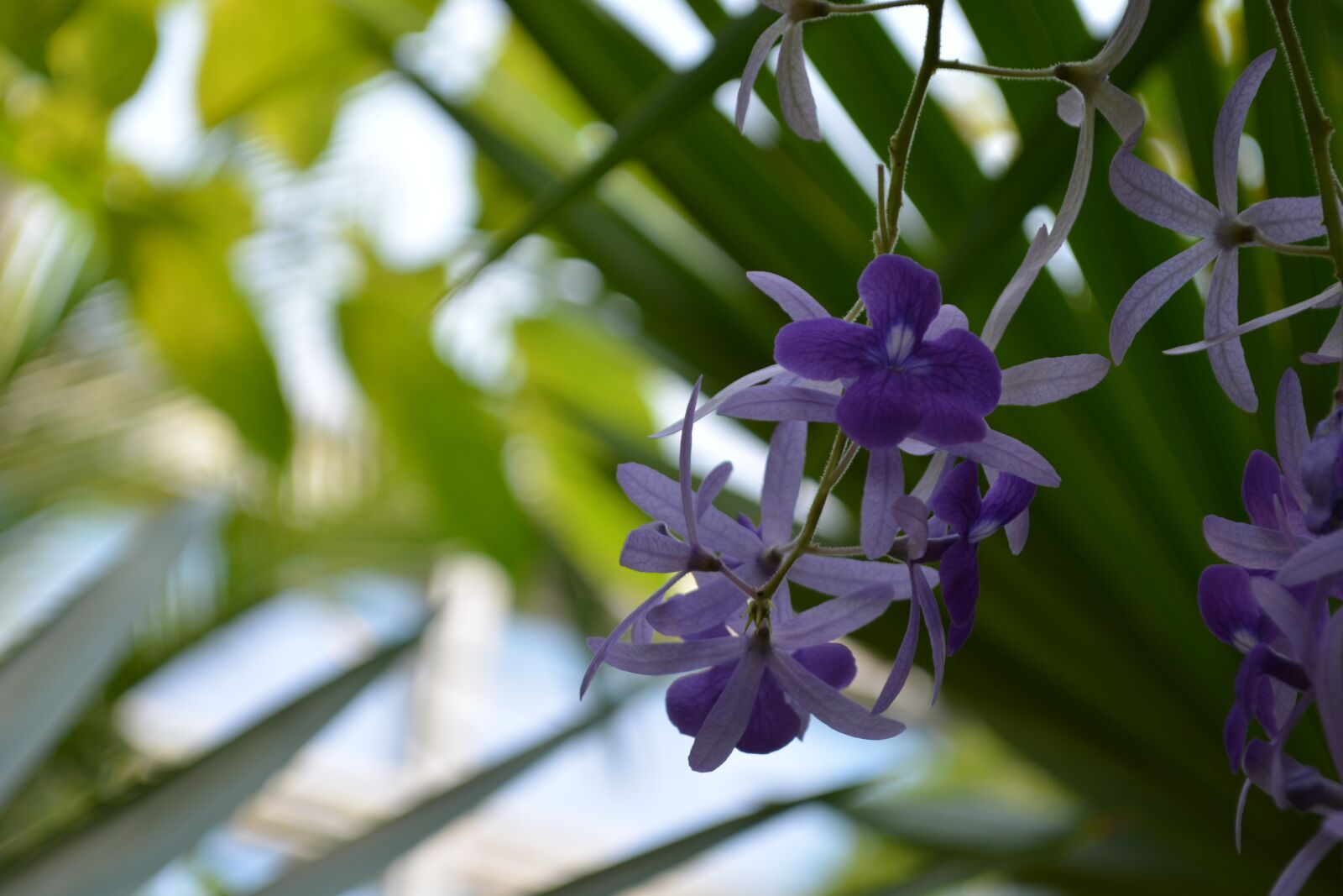 Nikon D5200 sample photo. Flower, blossom, bloom photography