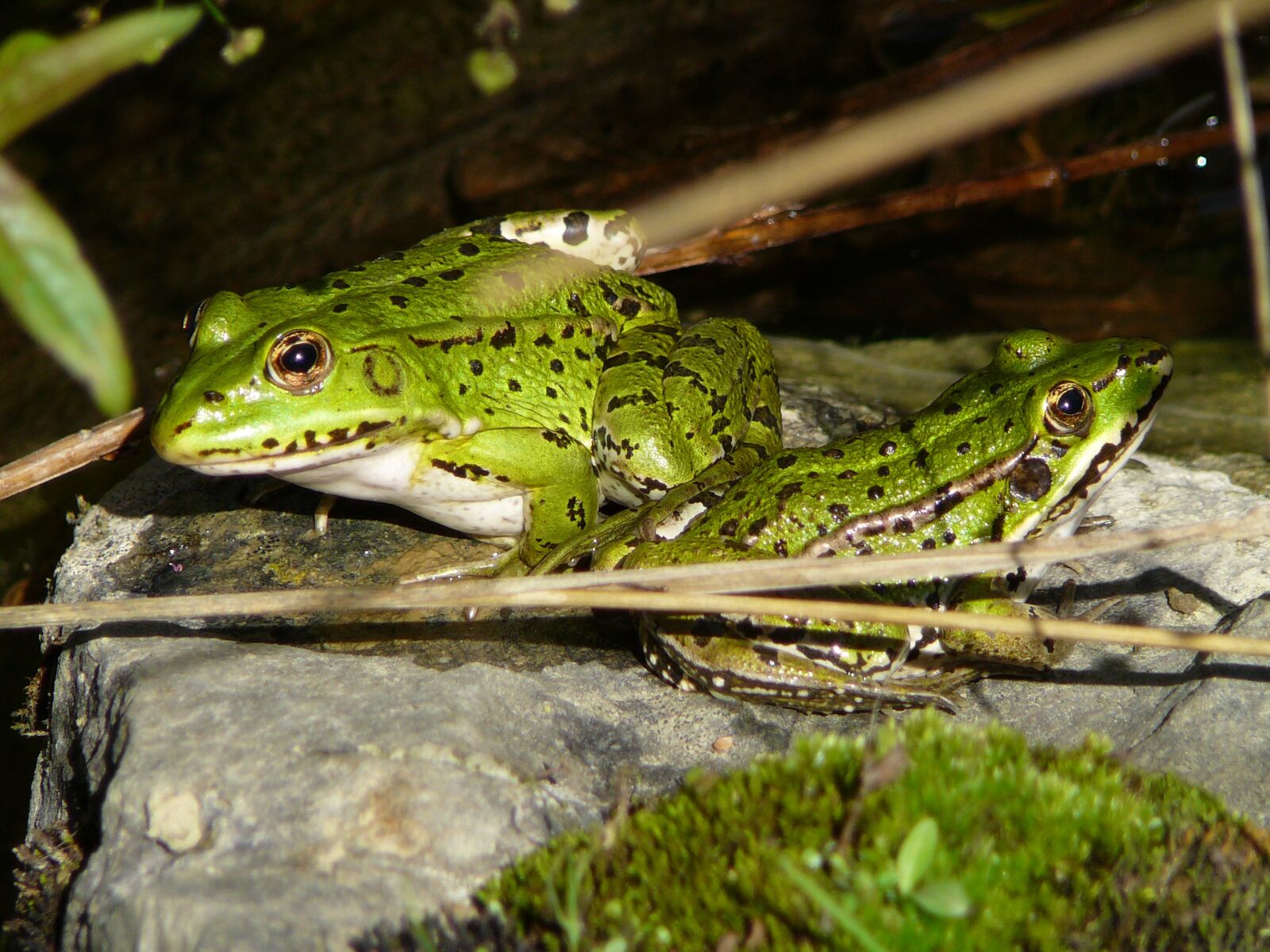 Panasonic DMC-TZ1 sample photo. Frog, amphibian, animal world photography