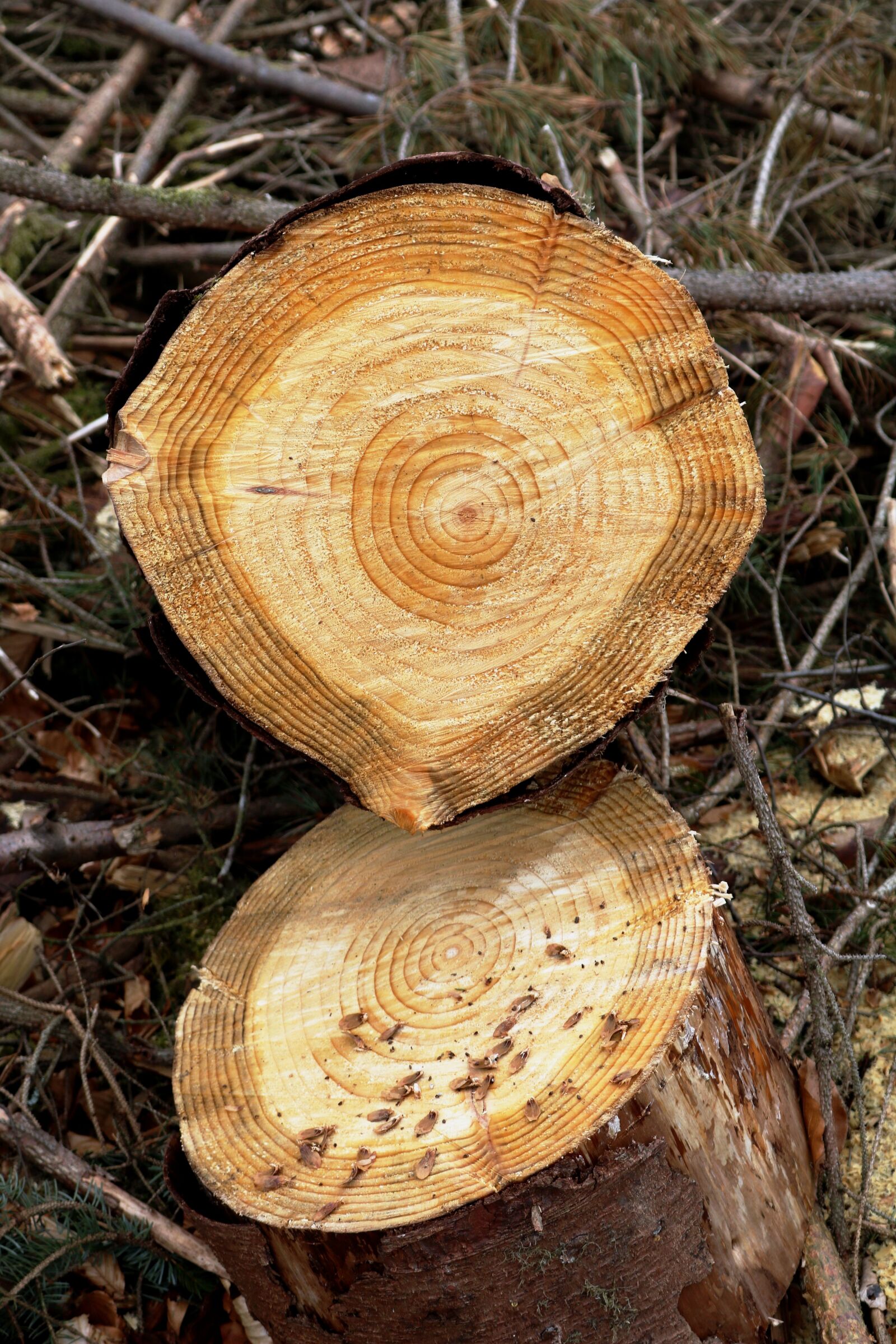 Canon EOS 750D (EOS Rebel T6i / EOS Kiss X8i) sample photo. Tree, ring, growth photography