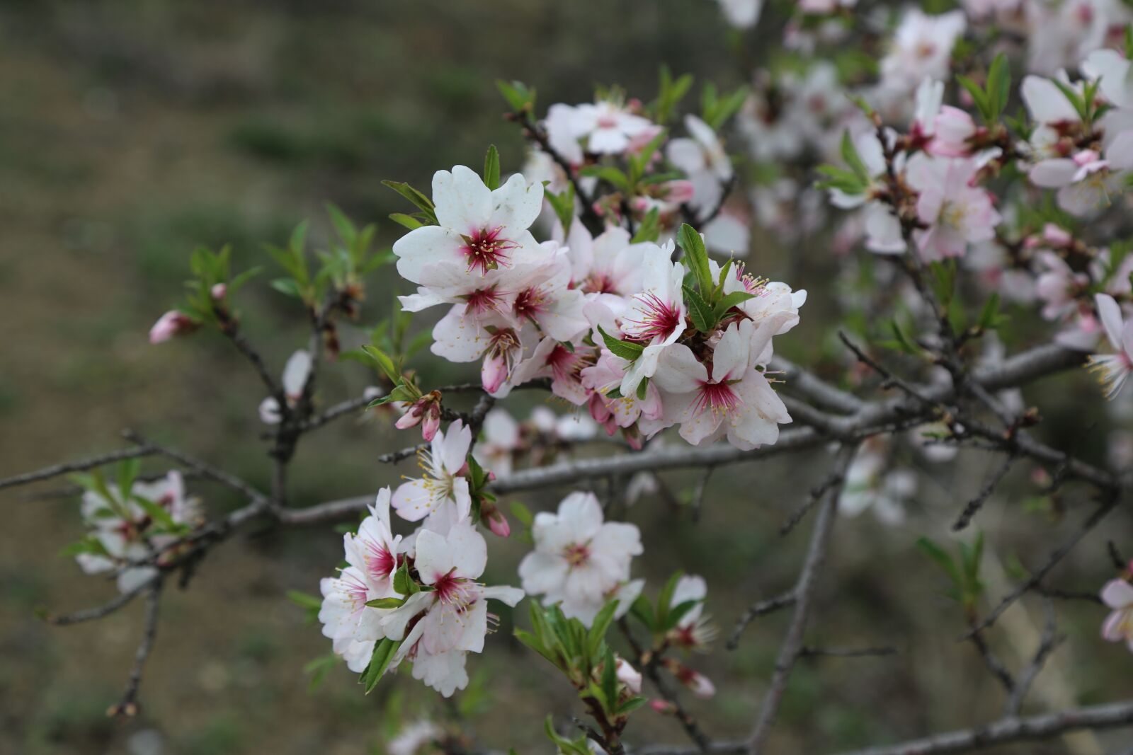 Canon EF 24-105mm F4L IS USM sample photo. Flower, tree, plant photography