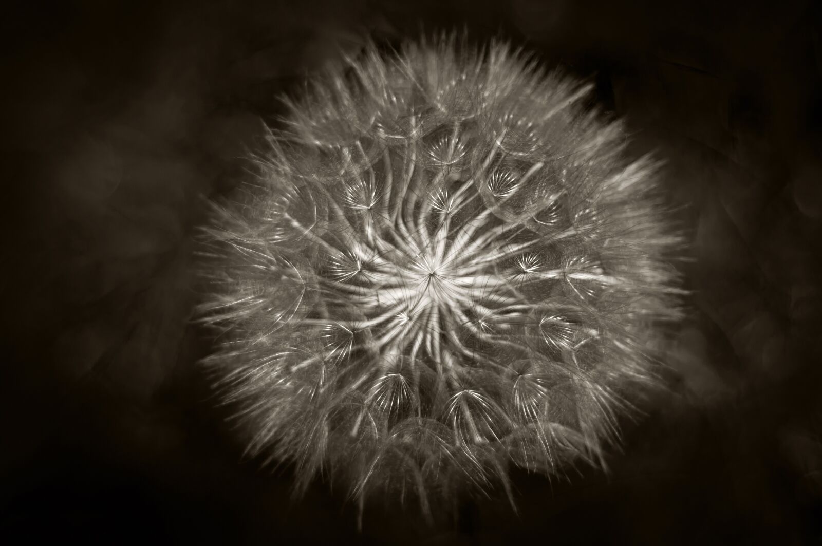 Nikon D90 sample photo. Black and white, dandelion photography