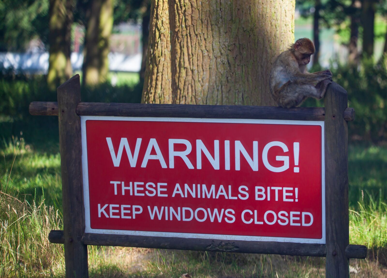 150-600mm F5-6.3 DG OS HSM | Contemporary 015 sample photo. Barbary macaque, juvenile barbary photography