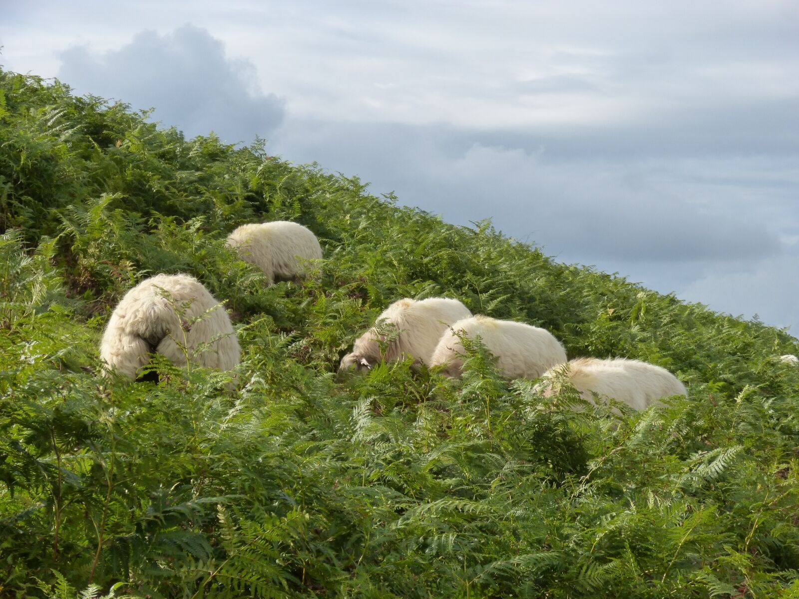 Panasonic DMC-FZ62 sample photo. Sheep, pyrenees, ferns photography