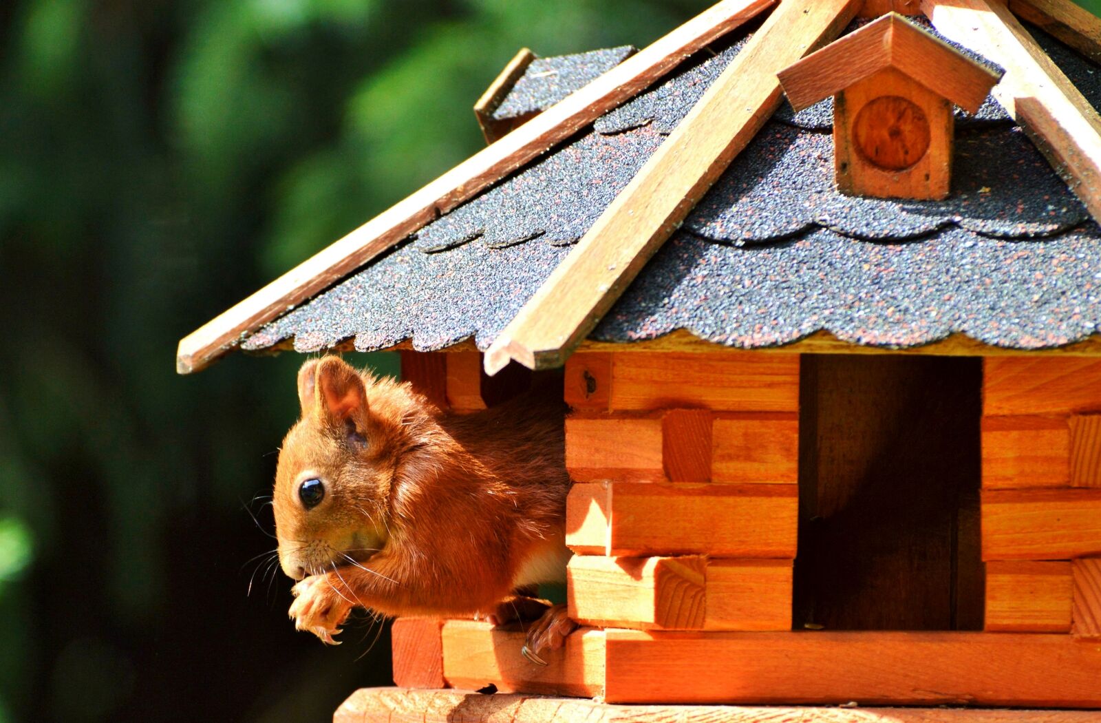 Nikon D3200 sample photo. Squirrel, rodent, forest animals photography