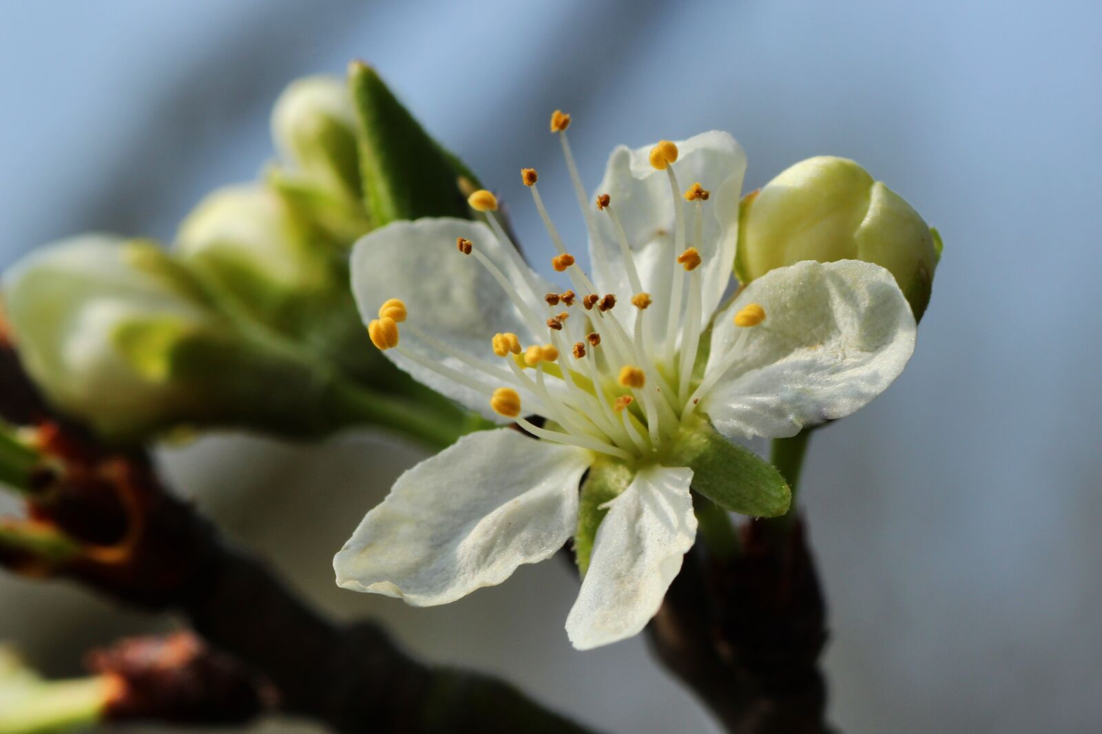 Tamron SP 90mm F2.8 Di VC USD 1:1 Macro sample photo. Apple blossom, spring, nature photography