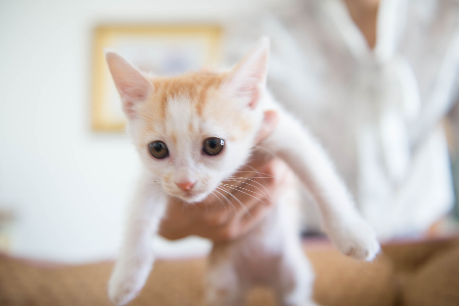Nikon AF-S Nikkor 24-70mm F2.8G ED sample photo. Cat, sweet photography