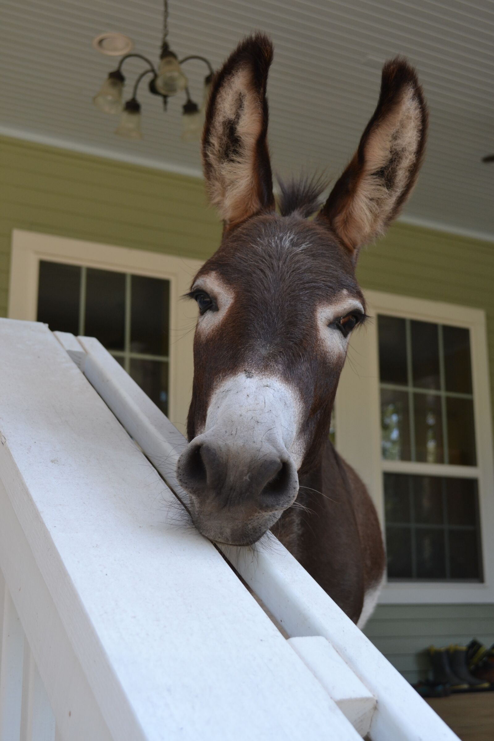Nikon D3100 sample photo. Curiosity, porch pet, farm photography