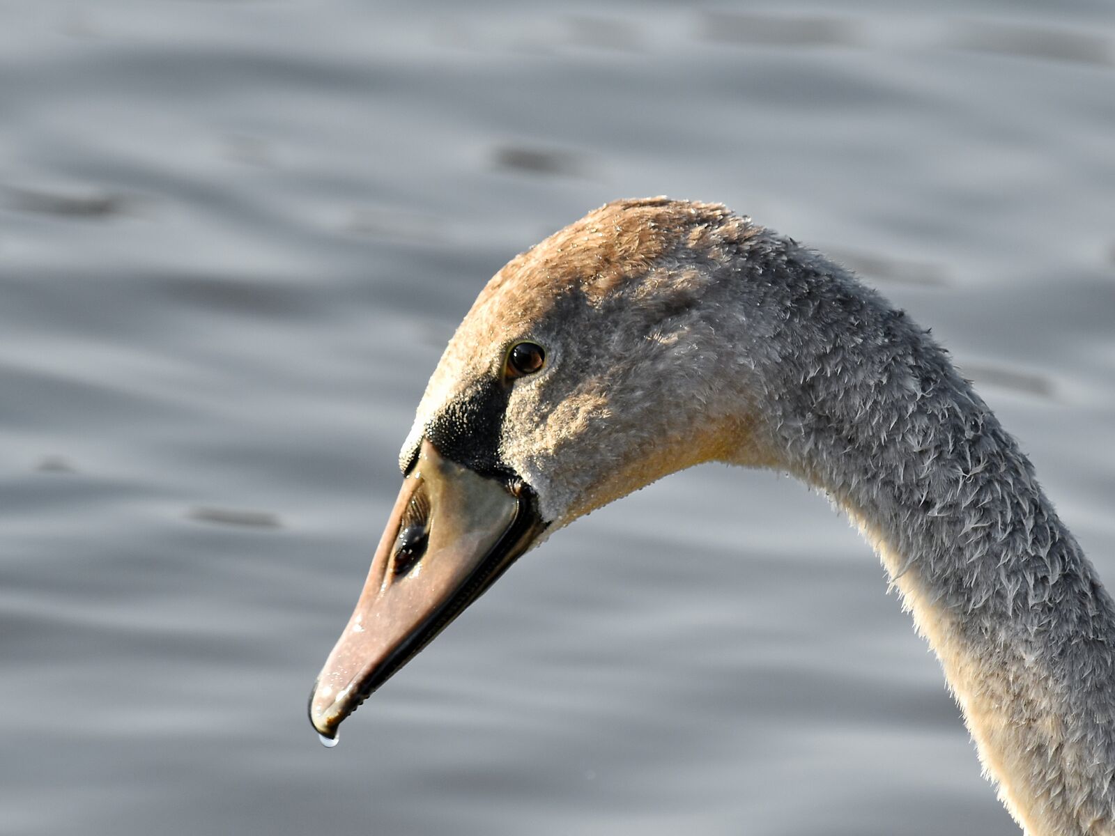 Nikon D5500 sample photo. Beak, beautiful photo, detail photography