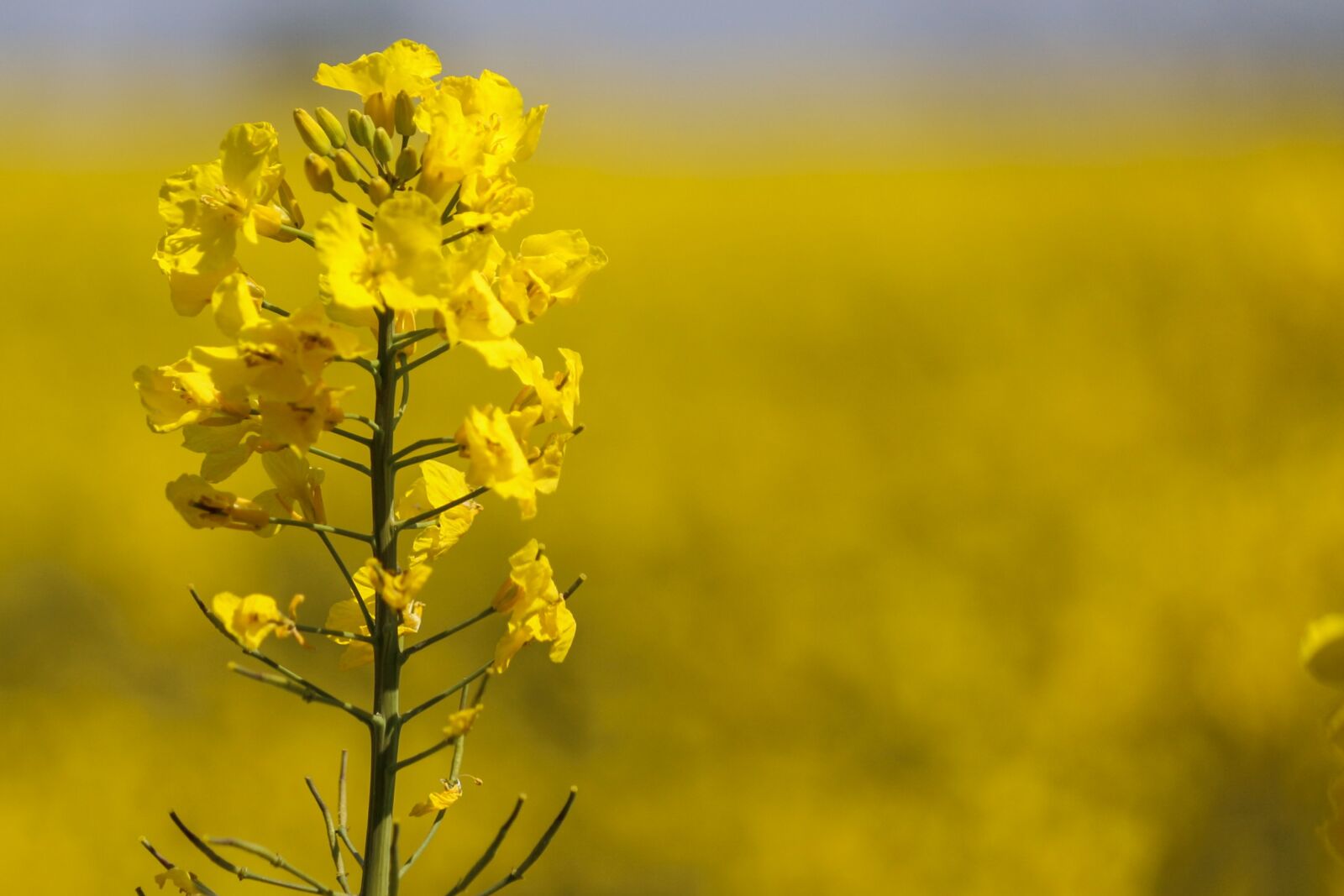 Canon EOS 70D sample photo. Rapeseed, yellow flower, fields photography