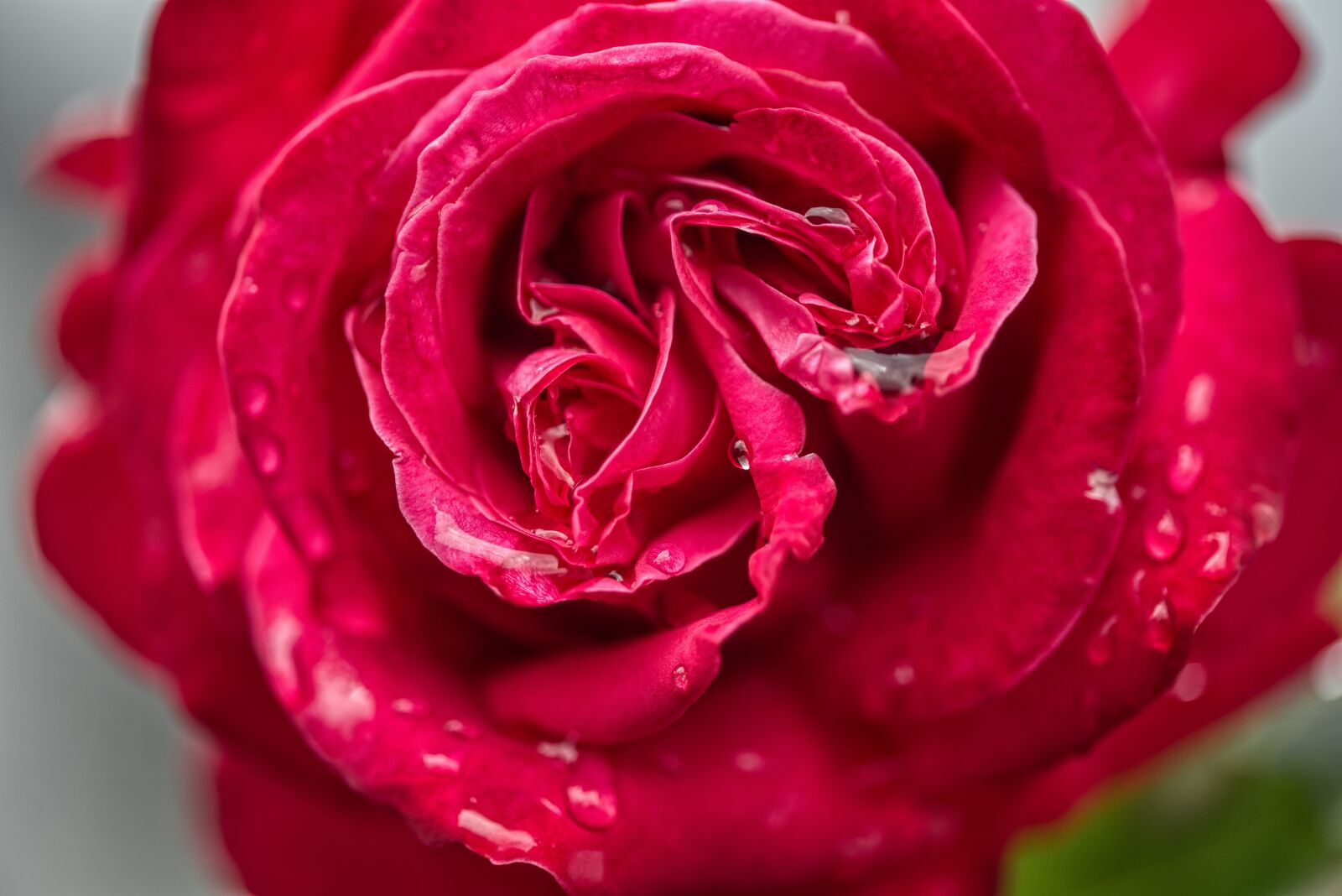 Nikon D750 sample photo. Rose, blossom, bloom photography