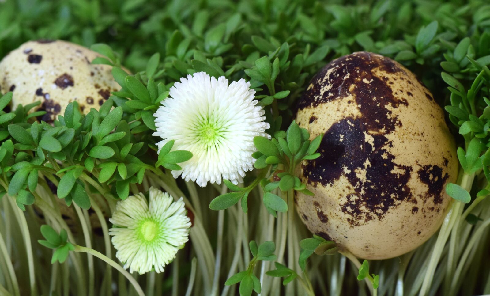 Nikon D3300 sample photo. Quail egg, egg, cress photography