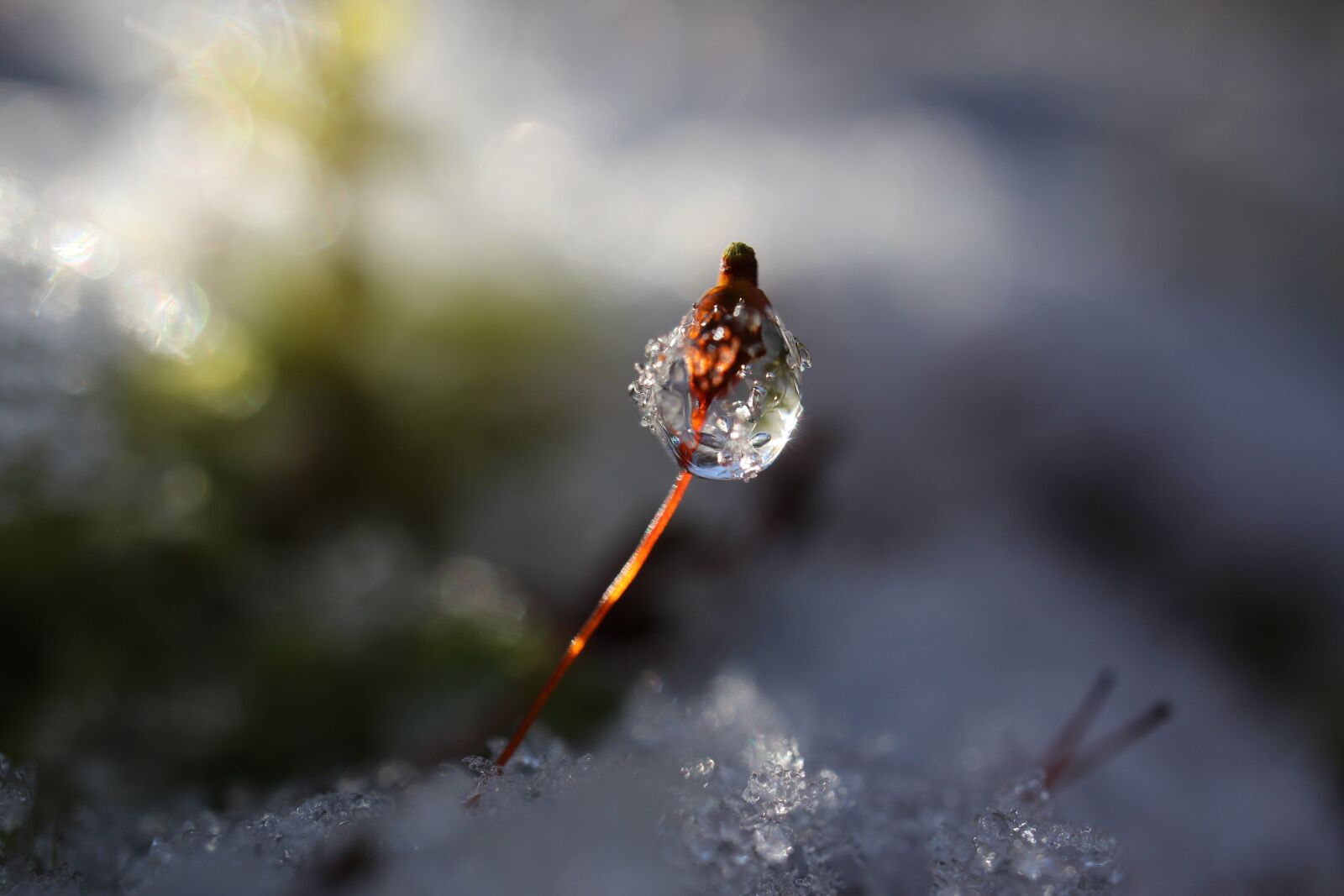 Canon EF-M 28mm F3.5 Macro IS STM sample photo. Waterdrop, icedrop, the ice photography