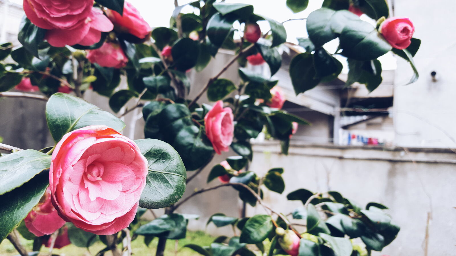Samsung GALAXY S6 edge sample photo. Flowers, pink, roses, springtime photography