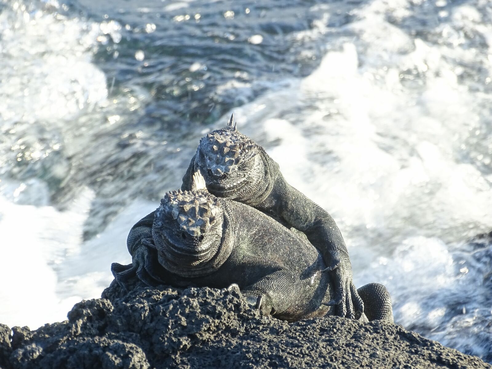 Sony Cyber-shot DSC-HX400V sample photo. Marine lizards, galapagos, reptile photography