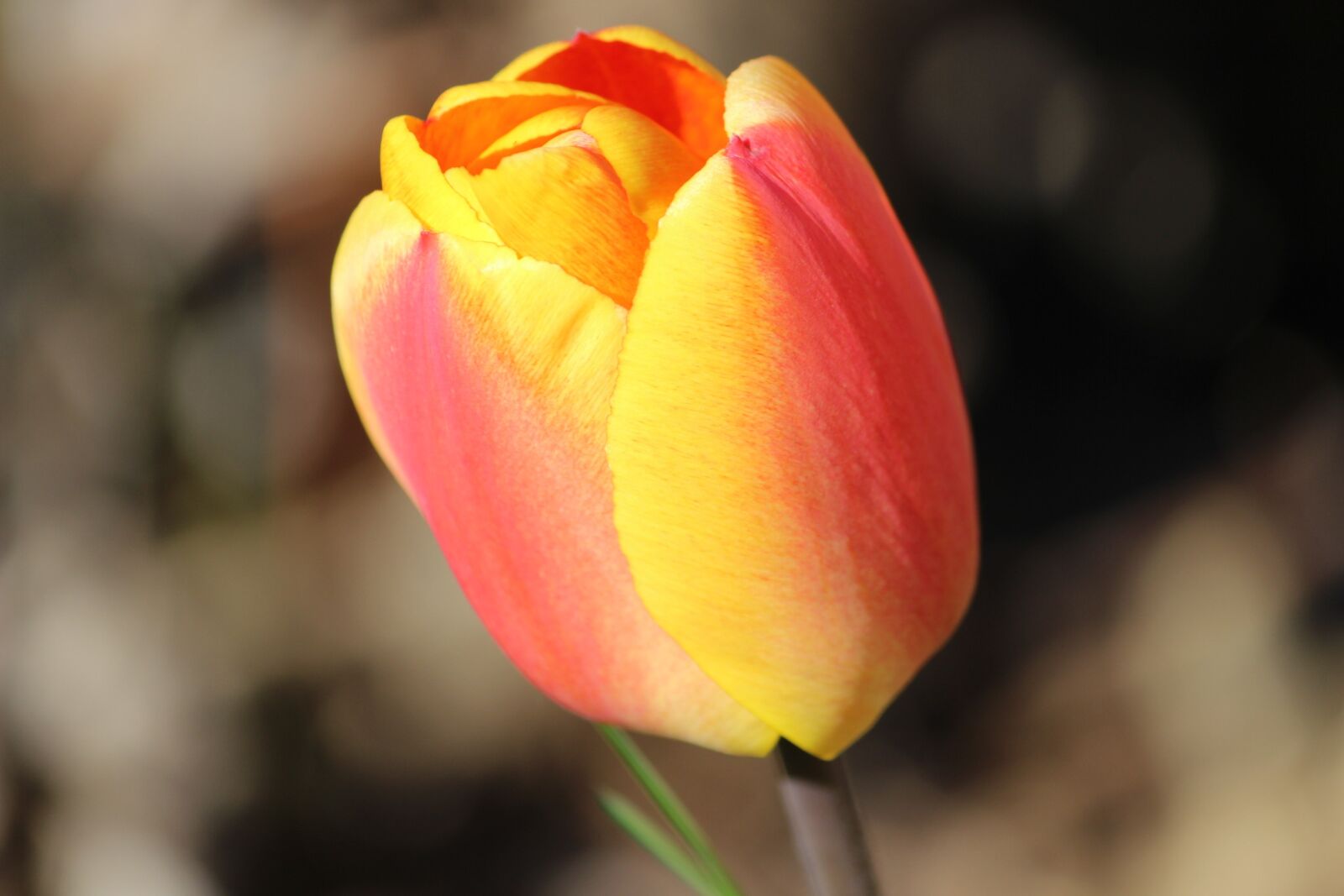 Canon EOS 600D (Rebel EOS T3i / EOS Kiss X5) sample photo. Tulip, pink-yellow, flowers photography