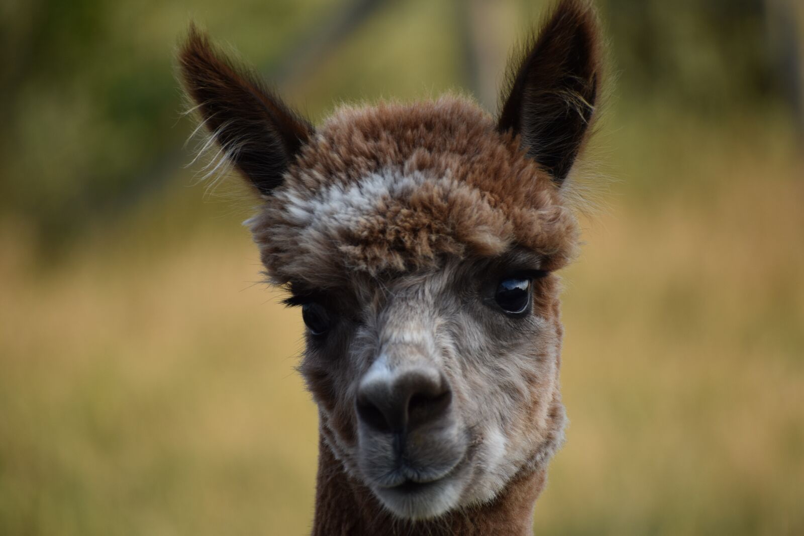 Nikon D3500 sample photo. Alpaca, brown alpaca, animal photography