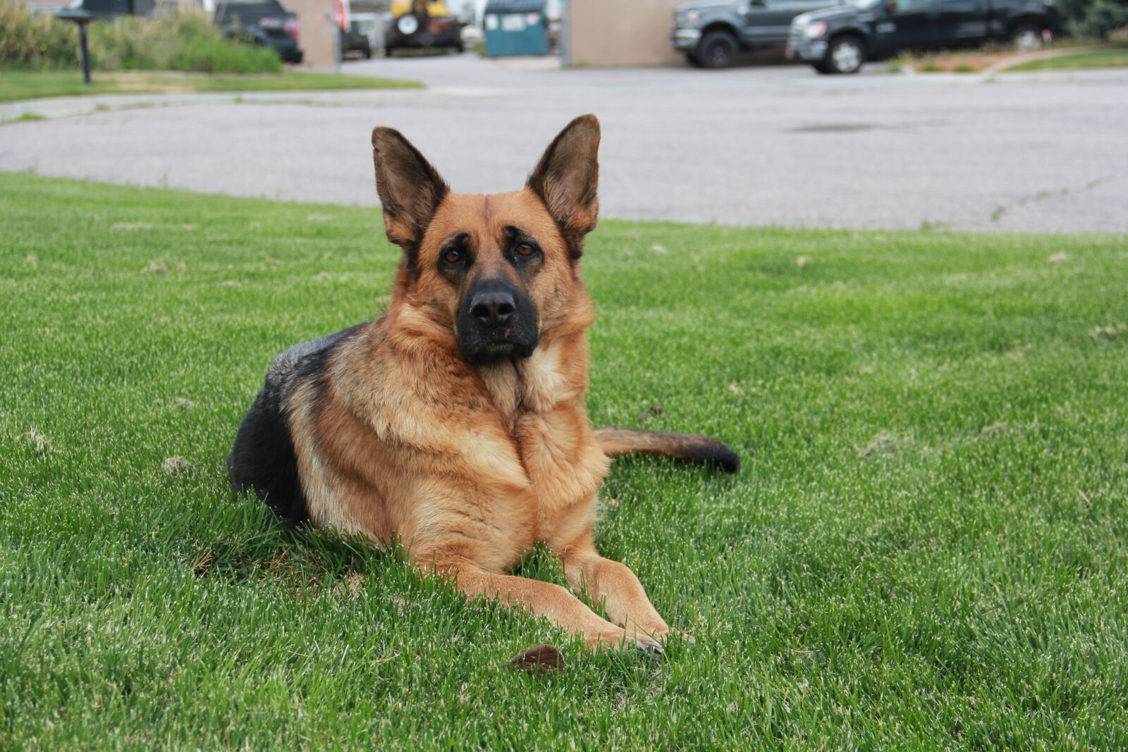 Canon EOS 60D sample photo. German shepherd, german shepherd photography