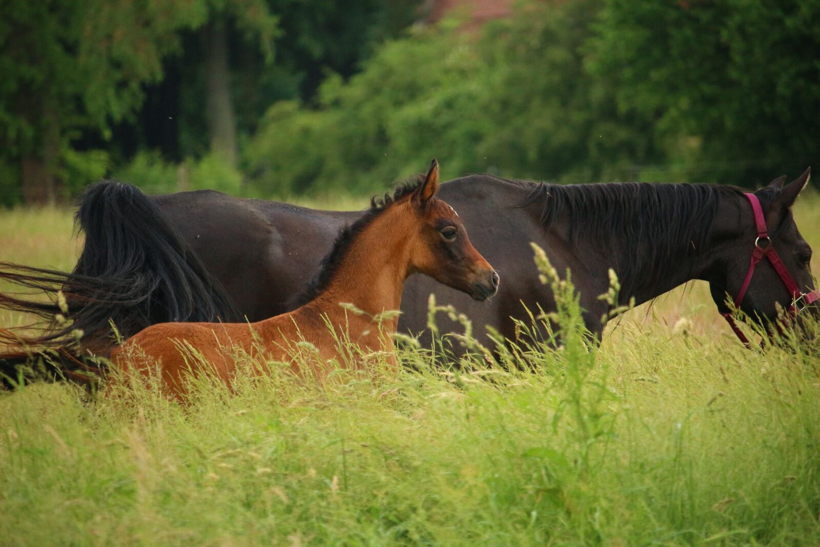 Canon EOS 100D (EOS Rebel SL1 / EOS Kiss X7) sample photo. Horse, foal, mare photography