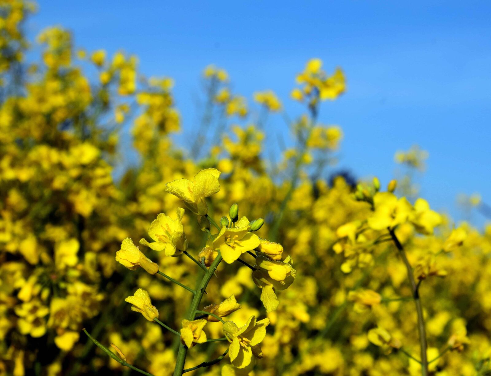 Nikon D3300 sample photo. Field, agriculture, flora, summer photography