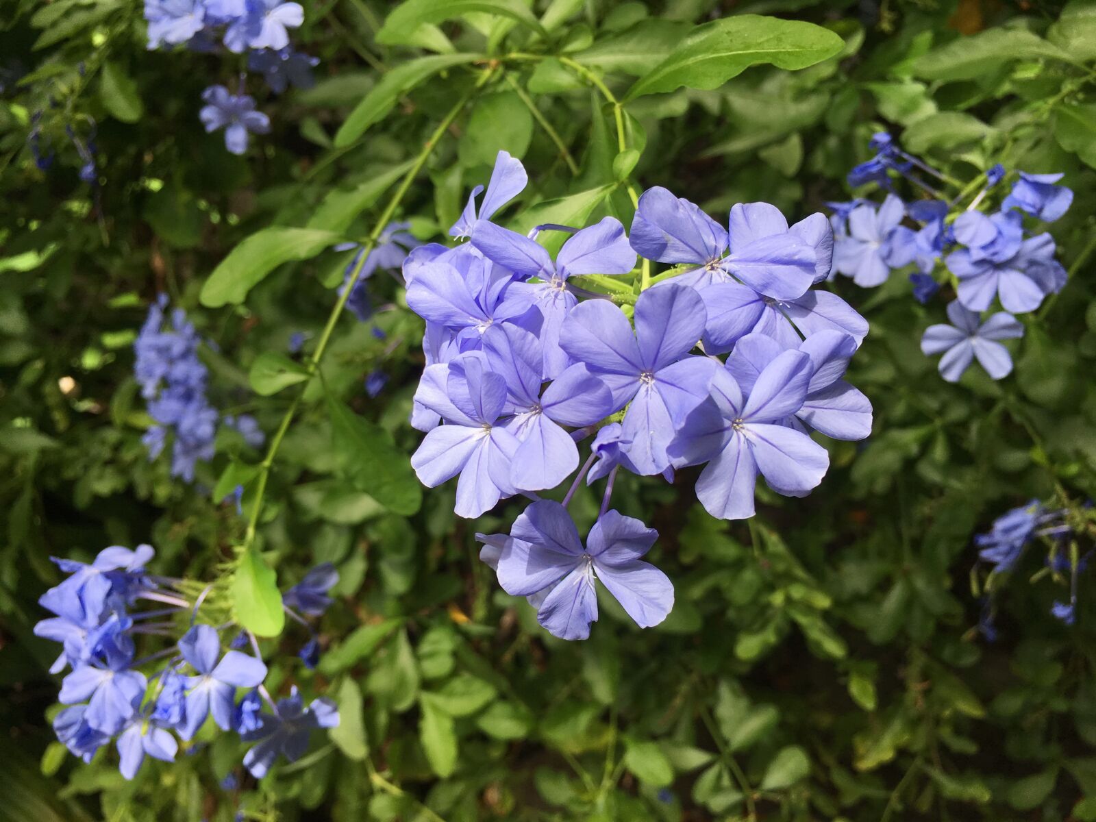 Apple iPhone 6s sample photo. Blue, small floral, afternoon photography