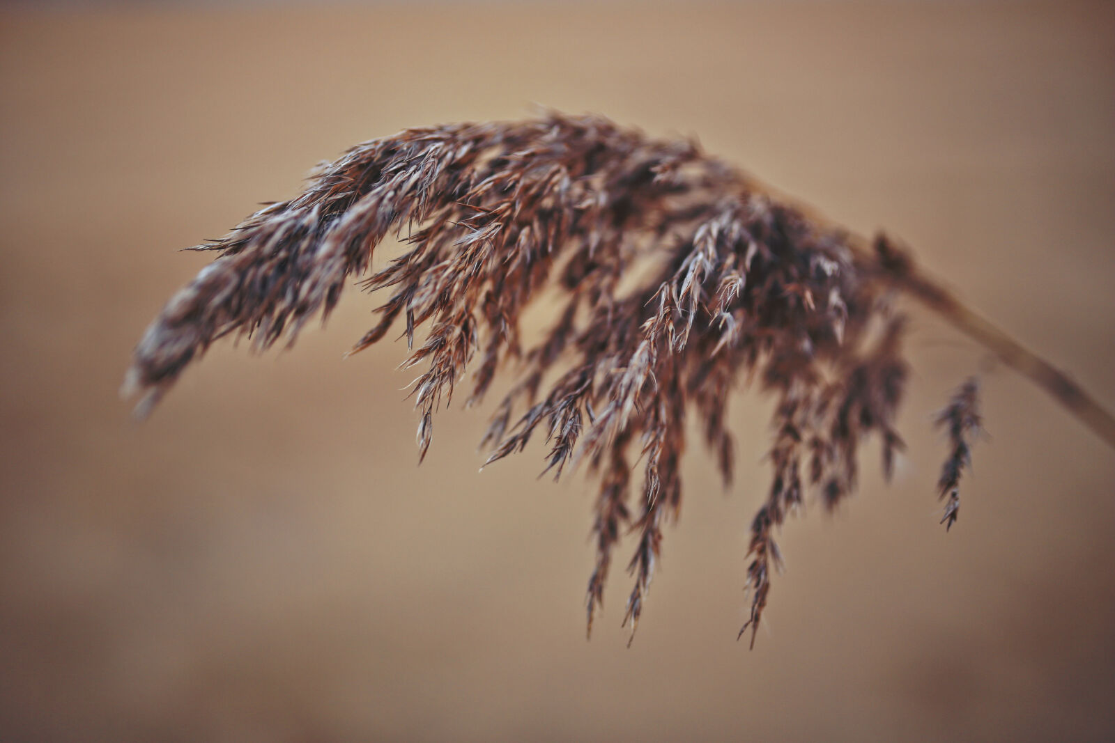Canon EOS 6D sample photo. One, reed photography