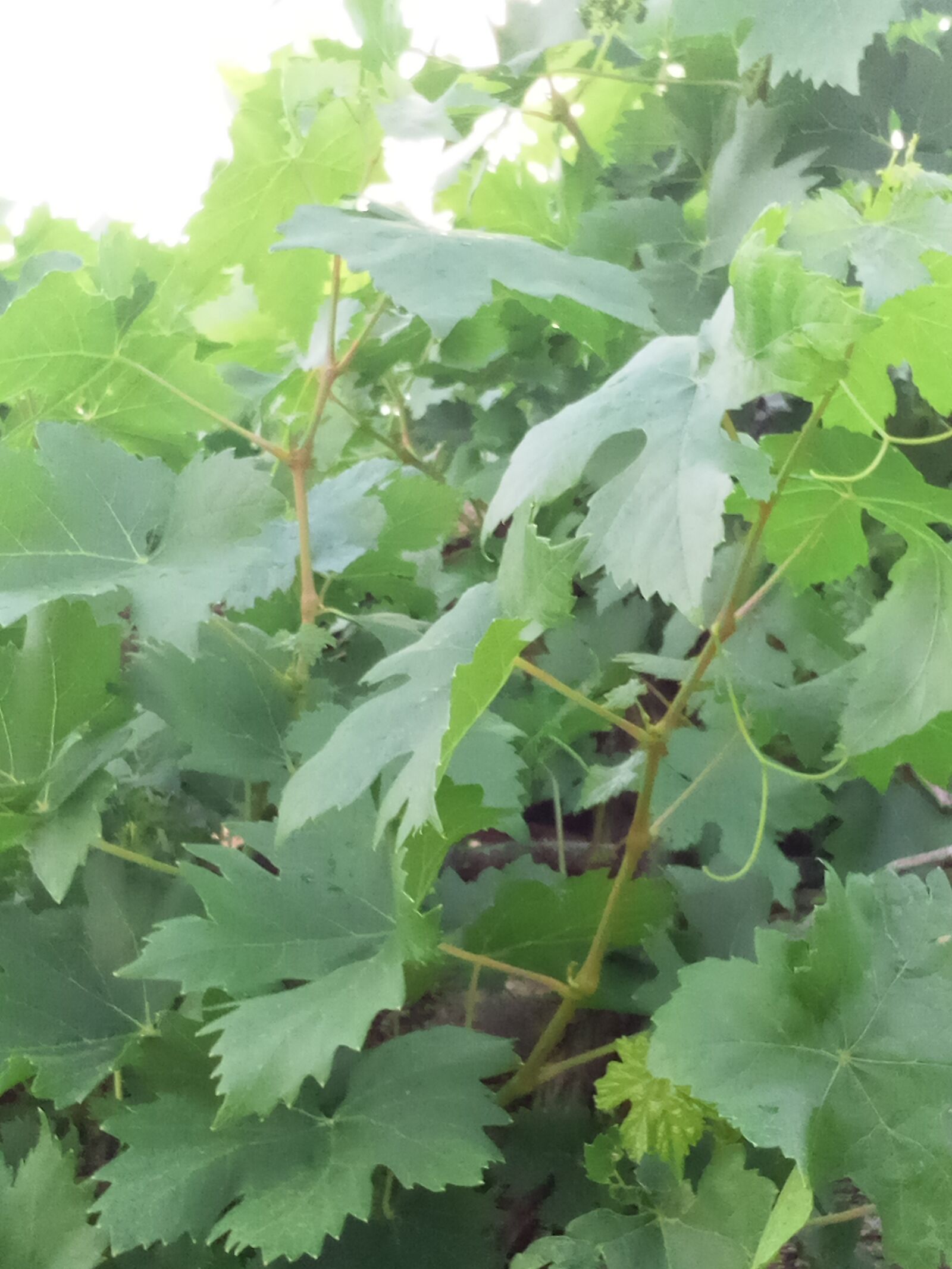 INFINIX MOBILITY LIMITED Infinix X653C sample photo. Graphs, graphs plants, plants photography