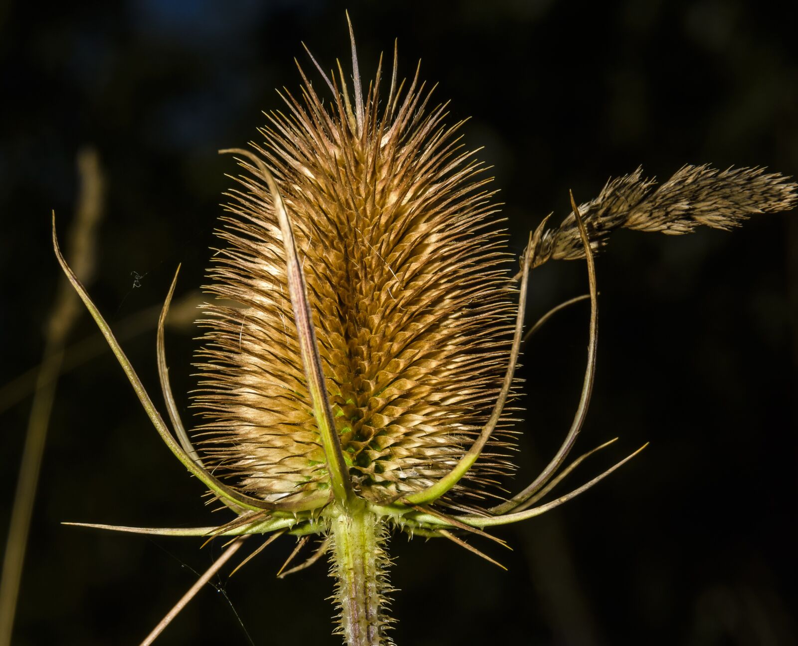 Nikon D7200 sample photo. Teasel, flower, plant photography