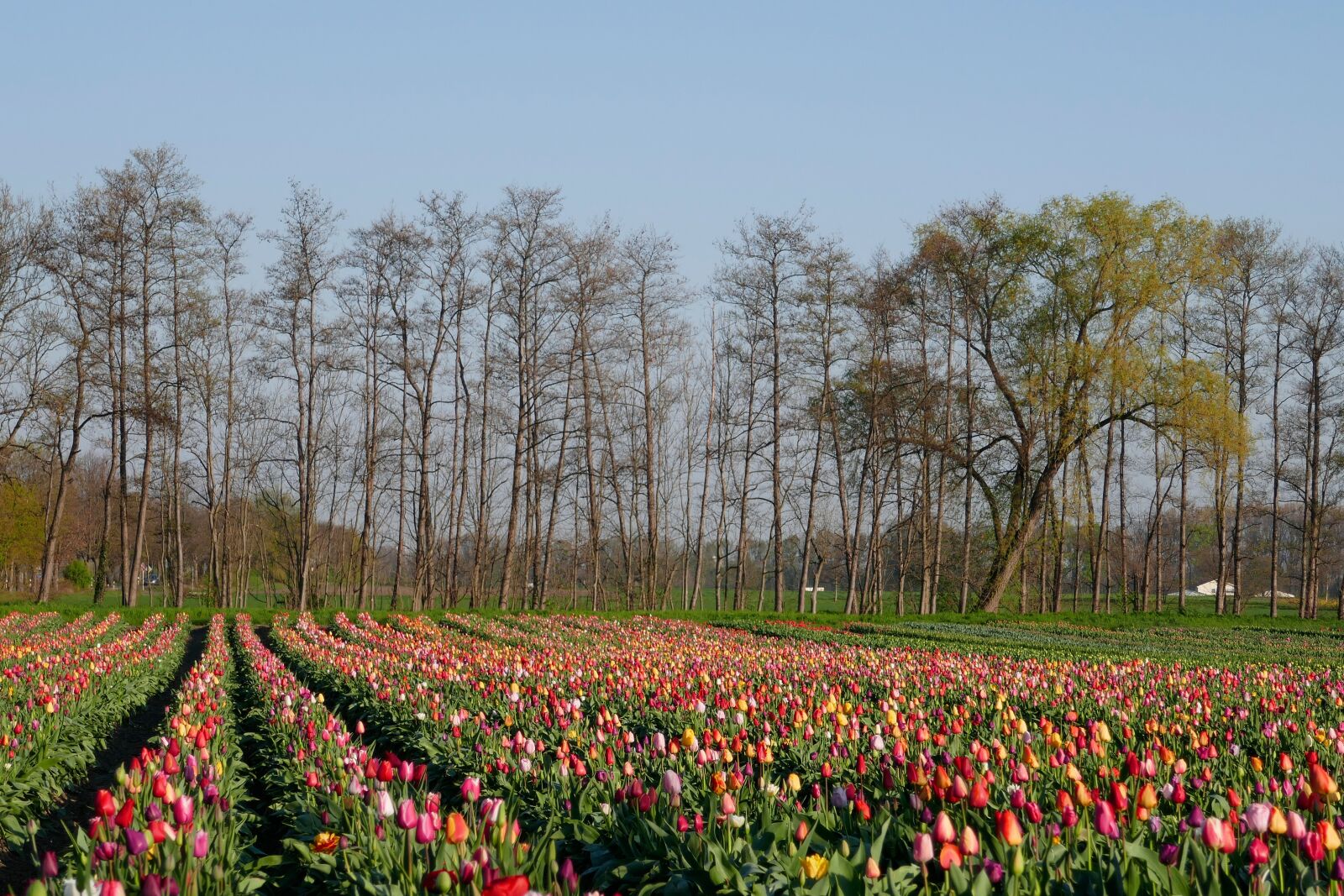 Panasonic DMC-TZ101 sample photo. Tulip field, colorful, tulips photography