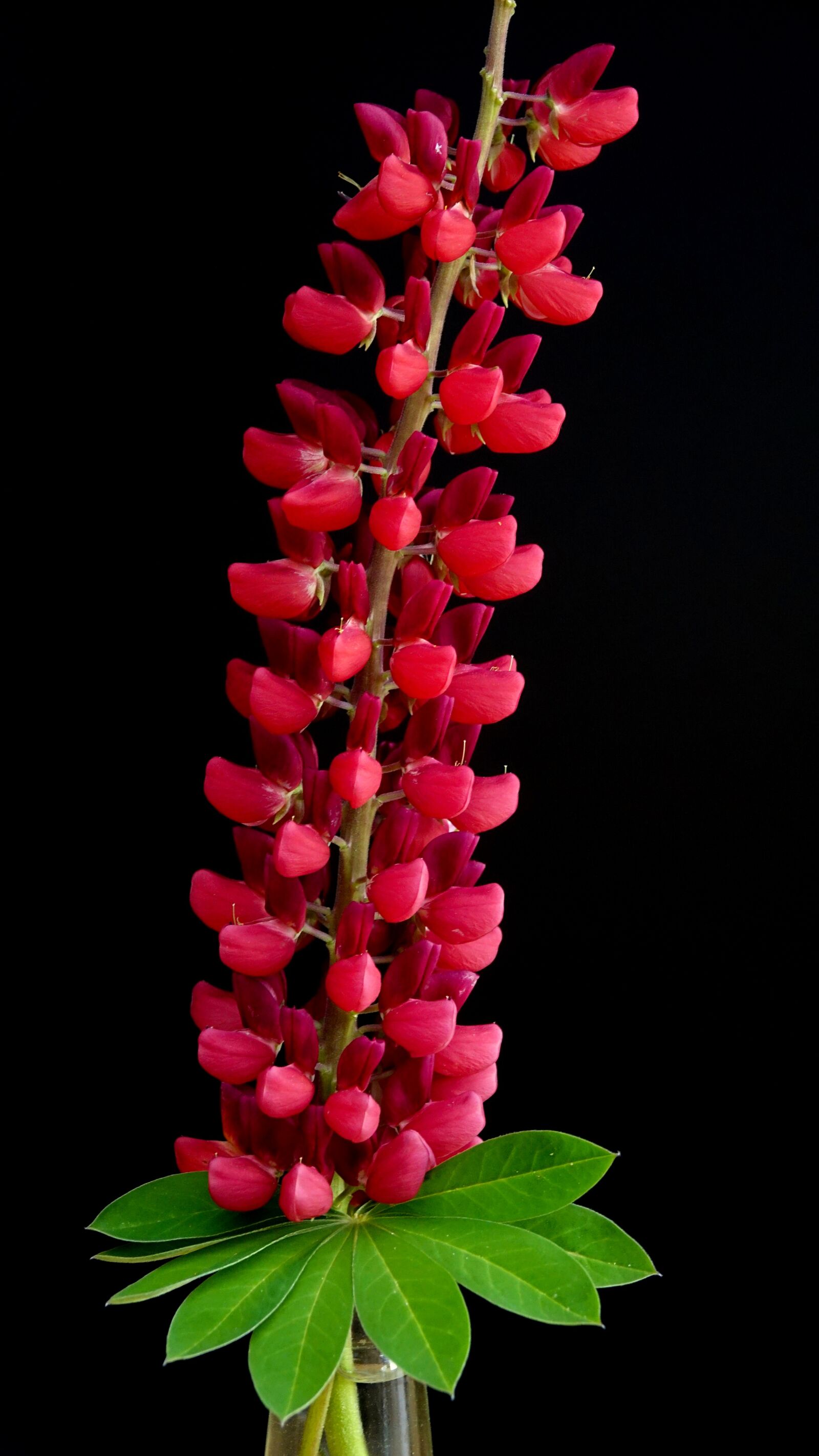 Sony Cyber-shot DSC-RX10 III sample photo. Lupin, fuchsia, black photography