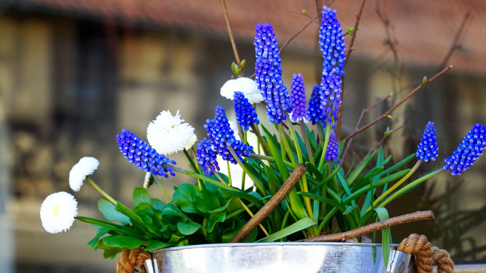 Sony E PZ 18-105mm F4 G OSS sample photo. Flowers, spring flowers, early photography