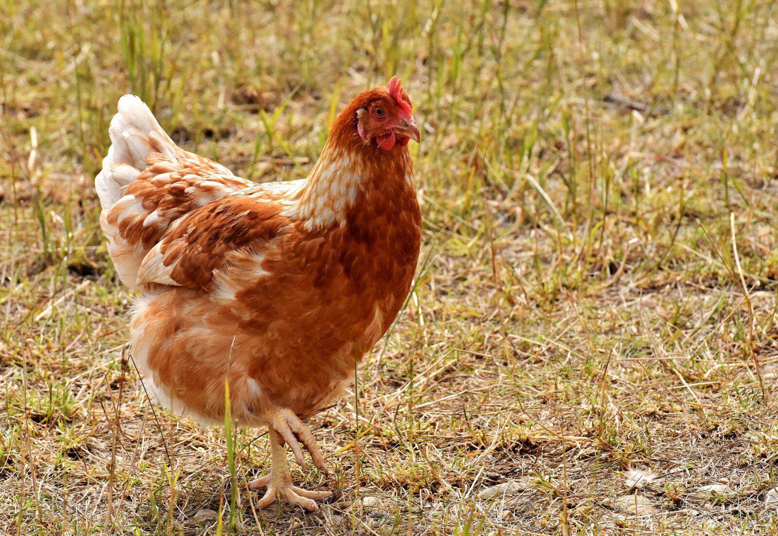 Nikon D7200 sample photo. Chicken, poultry, plumage photography