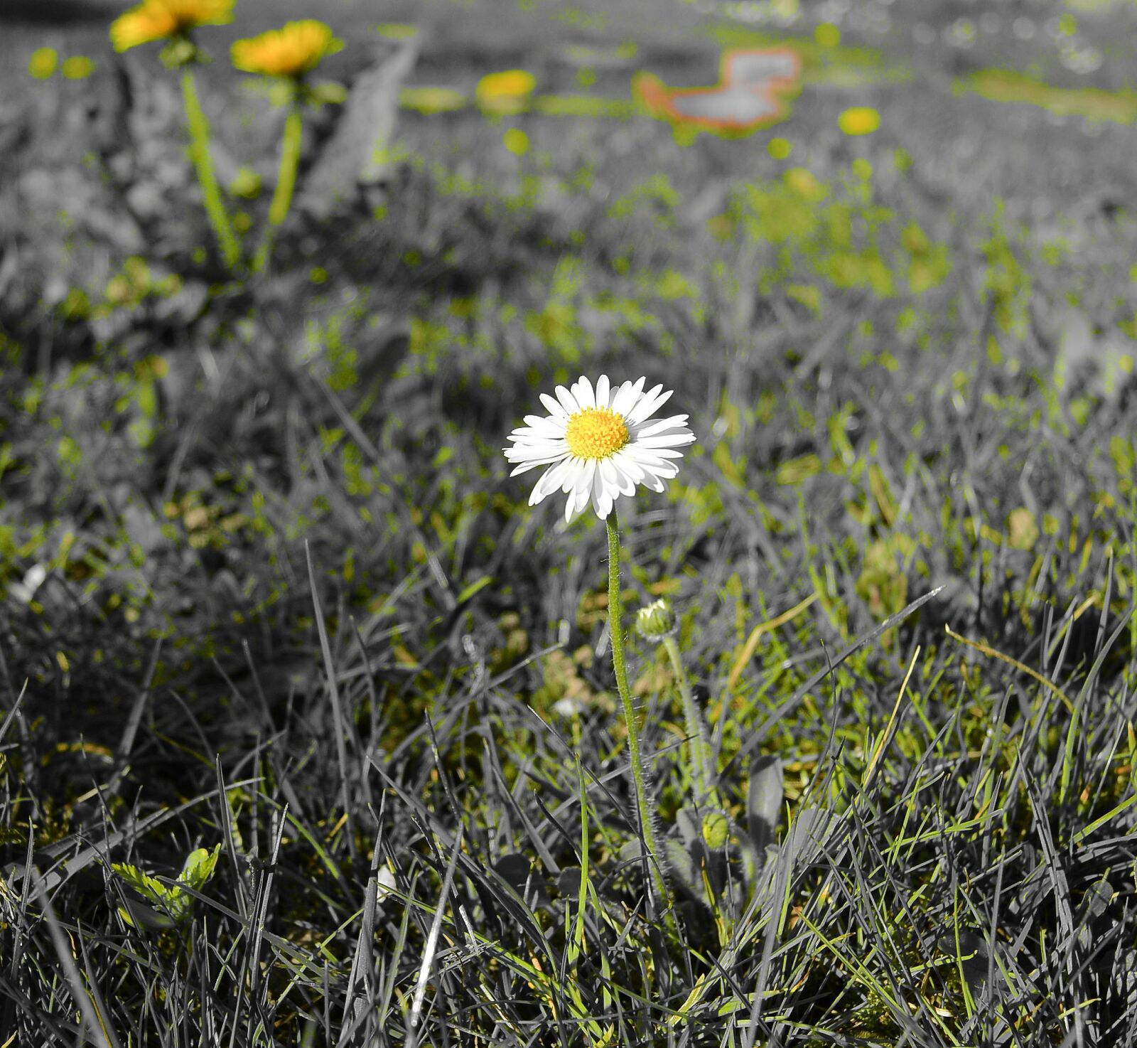 Nikon 1 S1 sample photo. Daisy, flora, flower photography