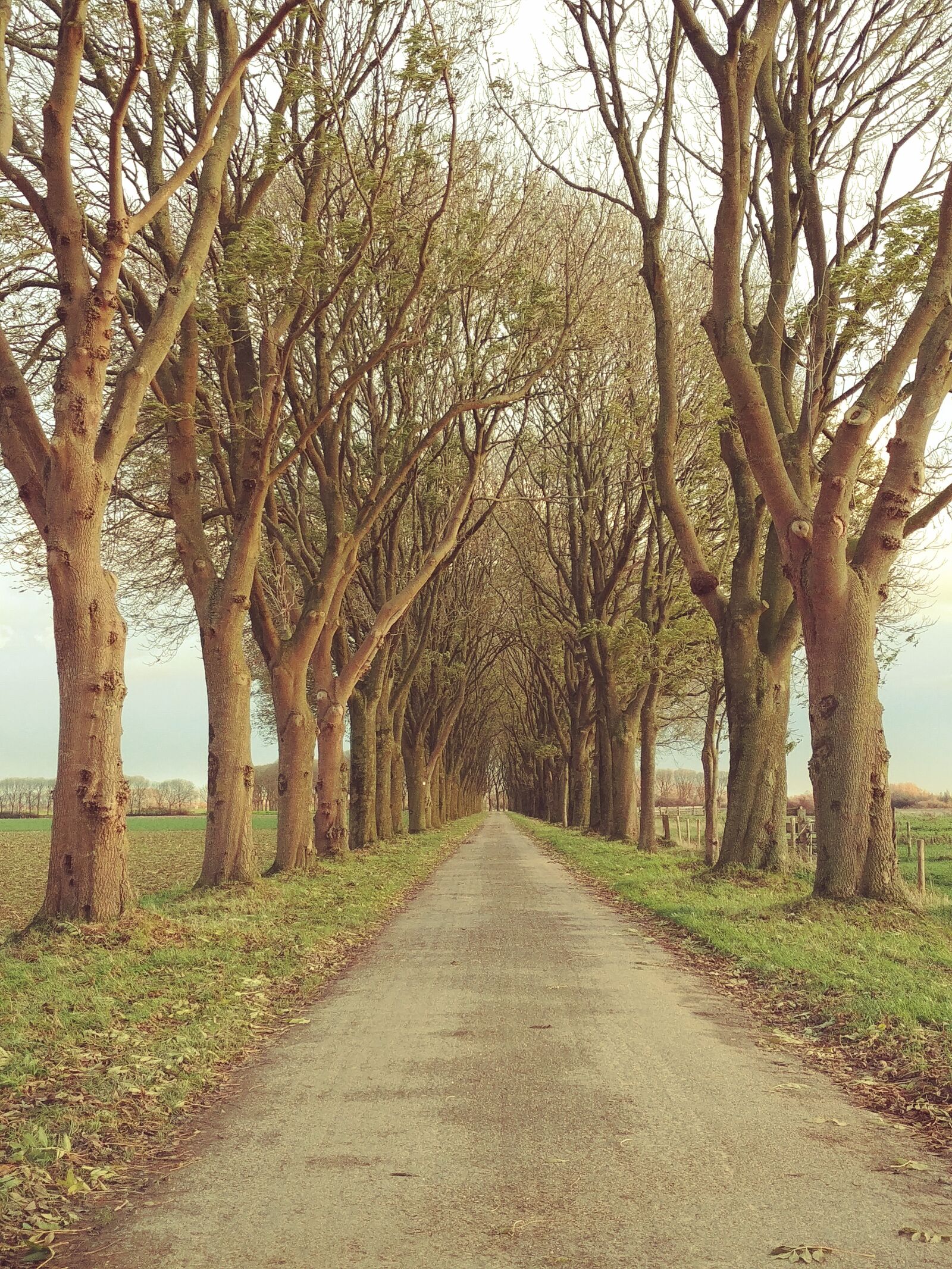 LG G6 sample photo. Dutch, natural, trees, valley photography