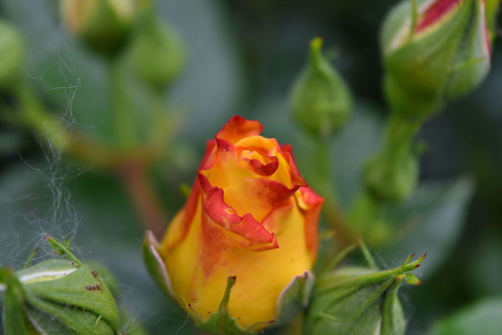 Nikon D5500 sample photo. Blurry, yellow, nature, leaf photography