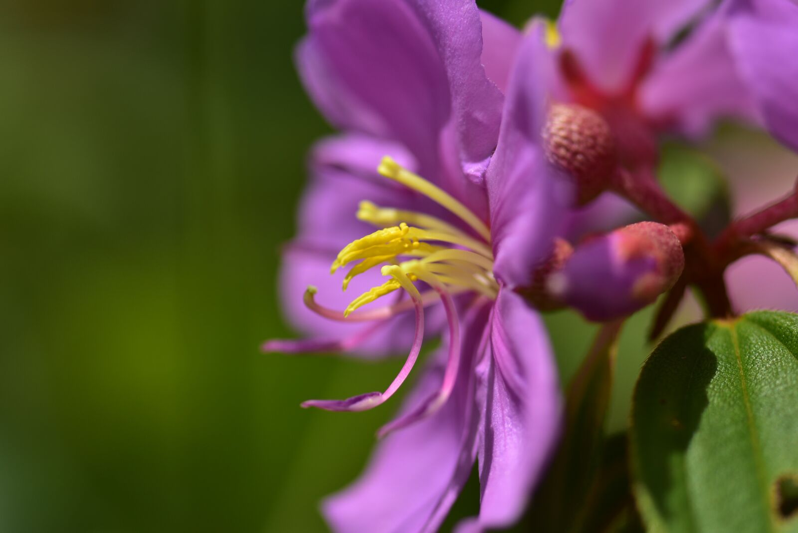 Nikon D3400 sample photo. Purple, petal, wild flower photography