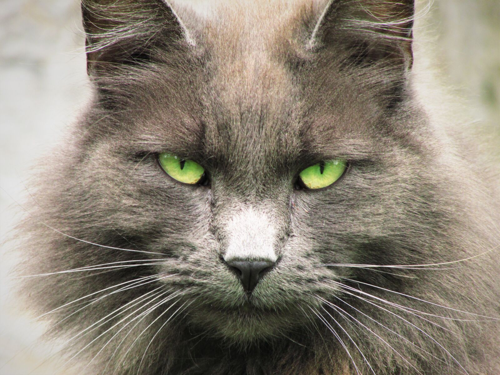 Canon PowerShot SX500 IS sample photo. Housecat, face, pet photography