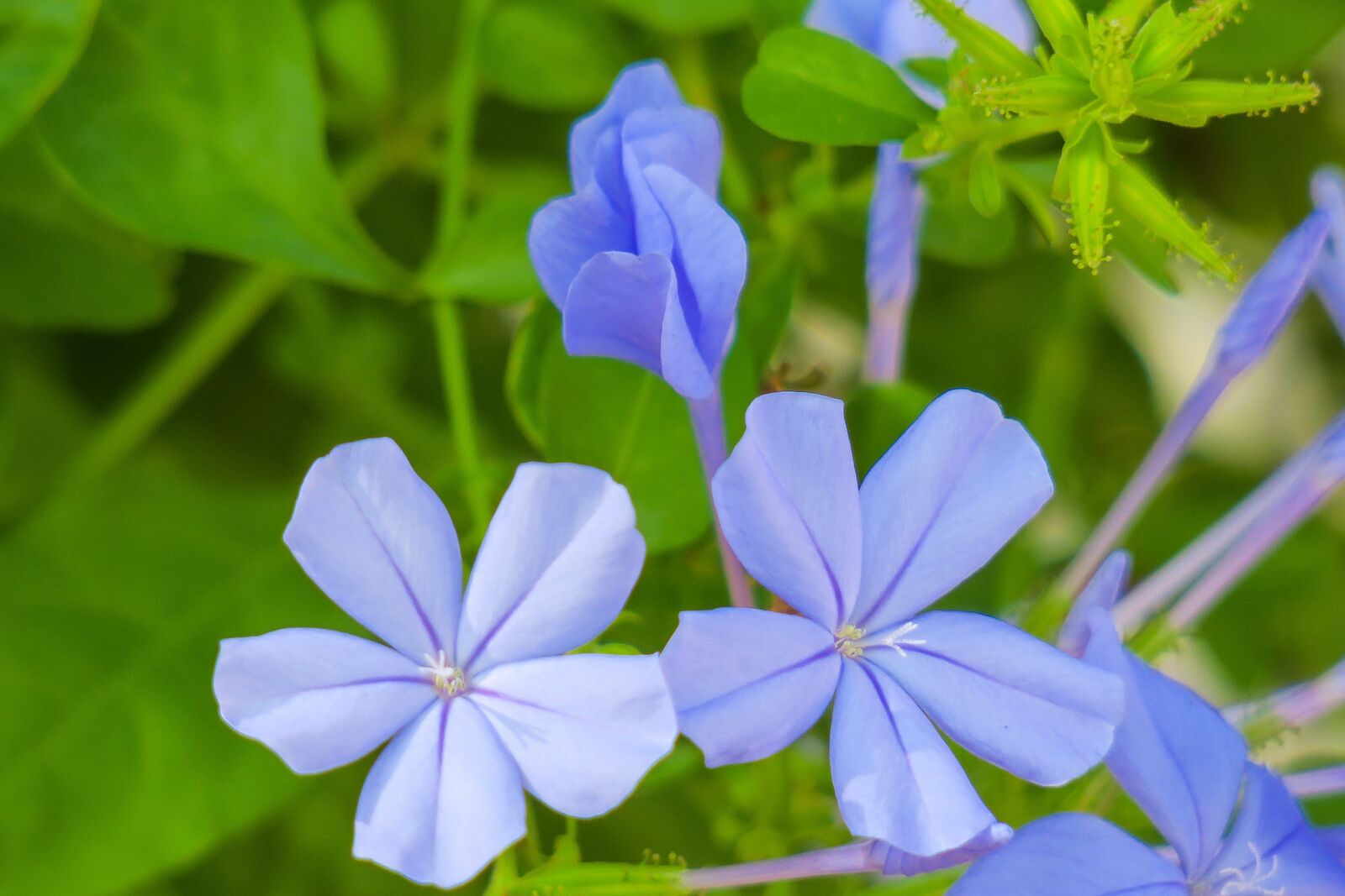 Canon PowerShot G3 X sample photo. Blue flower dan, flower photography