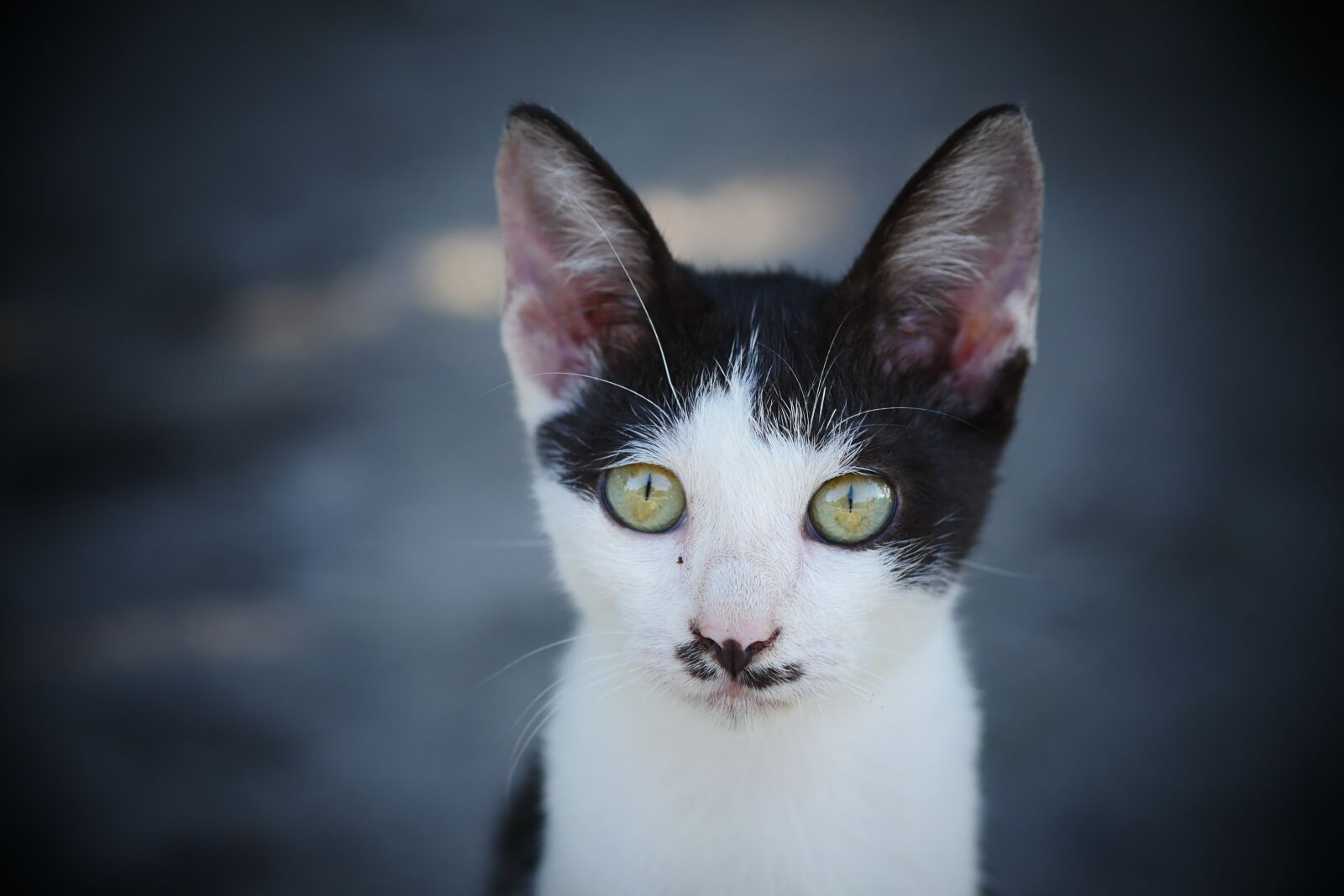 Panasonic Lumix DMC-GH4 sample photo. Cat, kitten, animals photography