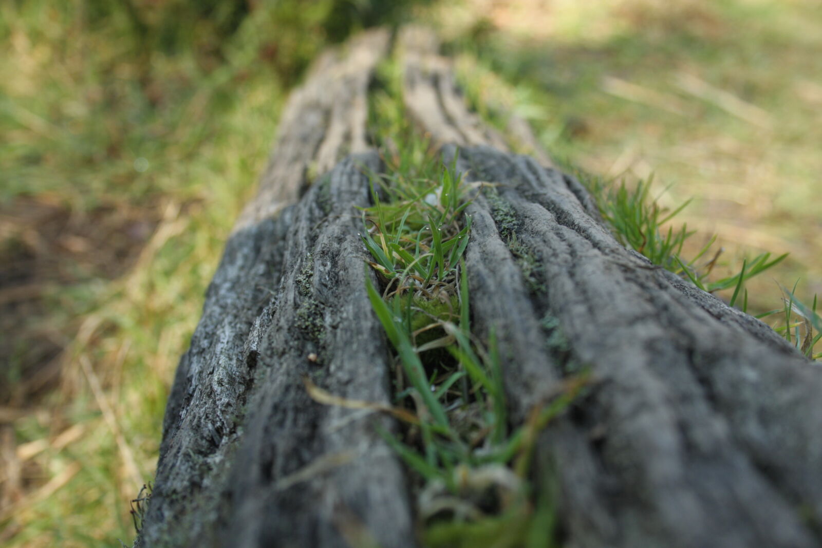 Canon EF-S 18-55mm F3.5-5.6 II sample photo. Depth, of, field, grass photography