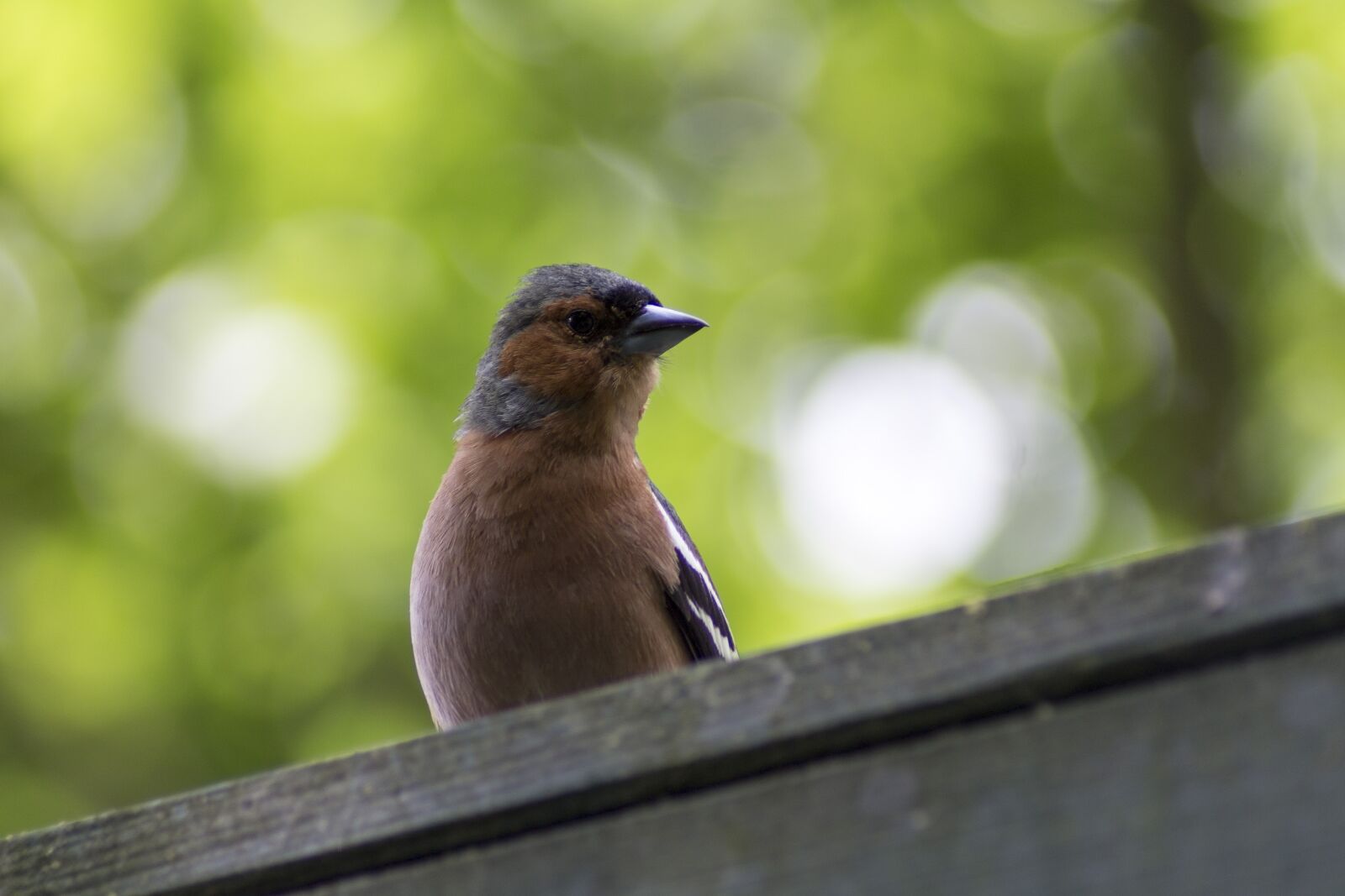 Canon EOS 1100D (EOS Rebel T3 / EOS Kiss X50) sample photo. Birdie, bird, nature photography