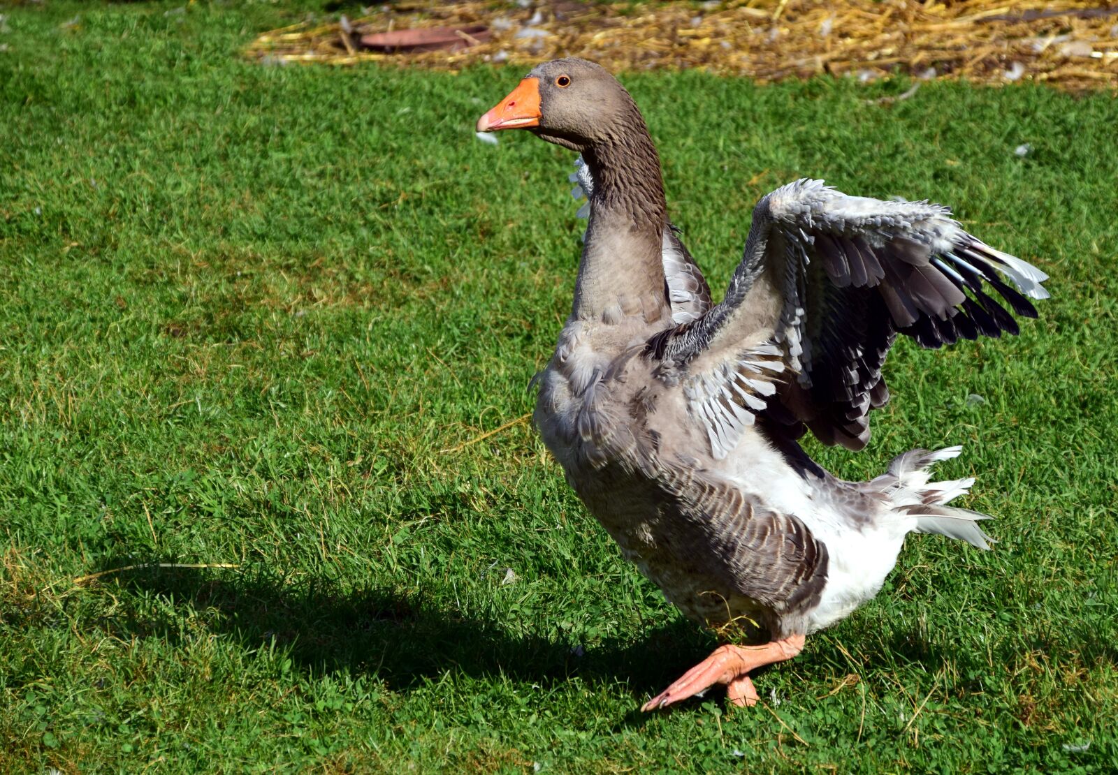 Nikon D3300 sample photo. Goose, domestic goose, poultry photography