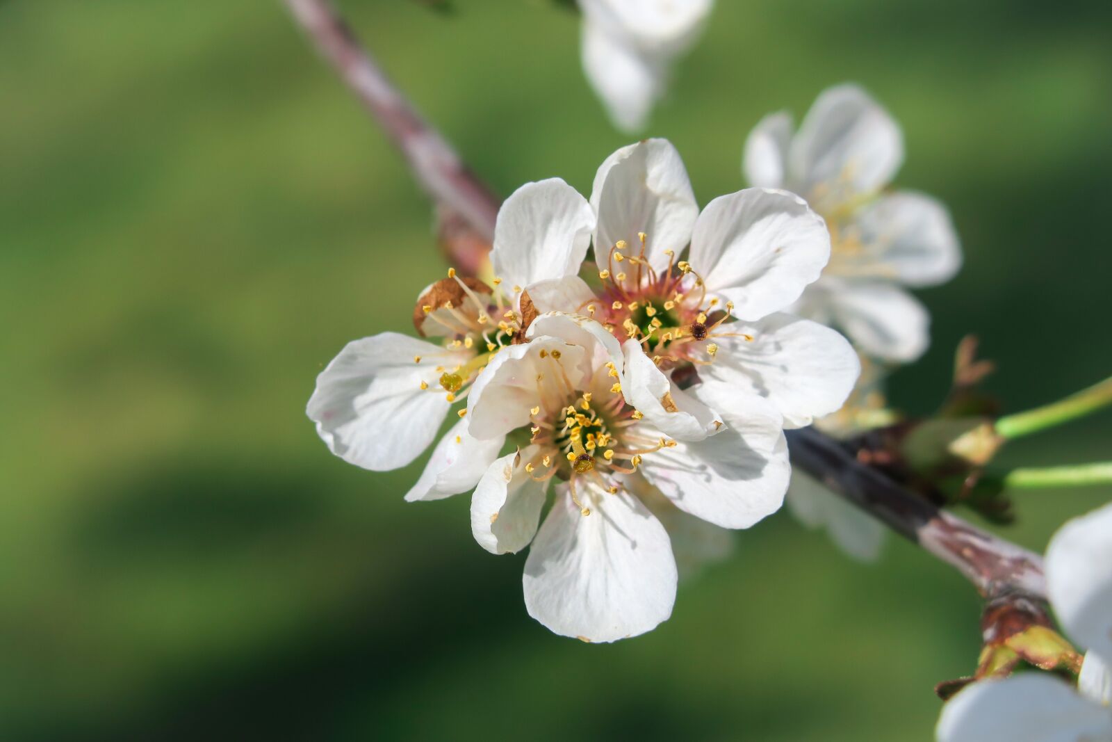 Canon PowerShot G3 X sample photo. Cherry tree, cherry blossom photography